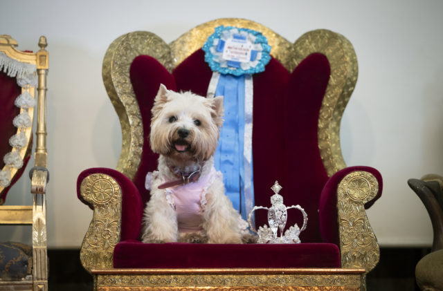 Tottie the Westie sits on a chair at the pageant