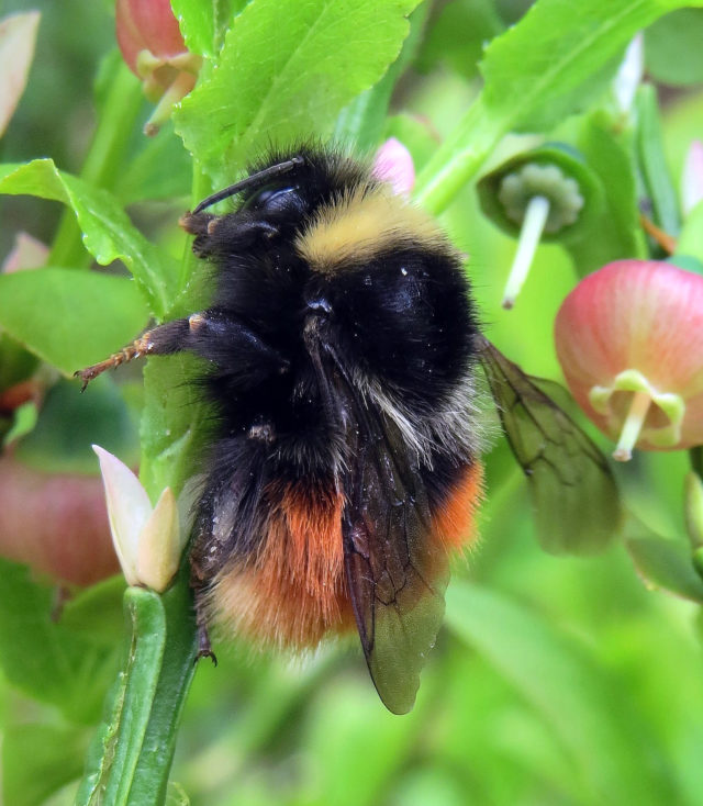 The bilberry bumblebee relies on mature bilberry bushes (Steven Falk/PA)