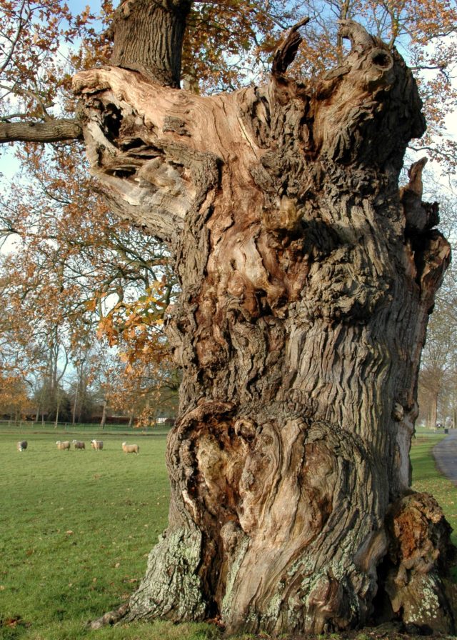 Ancient oaks tend to be the largest gnarliest specimens (Blenheim Palace 2019/PA)