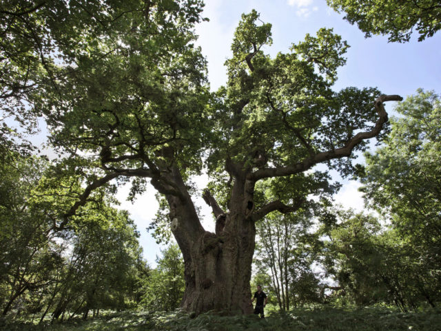 Blenheim's 'king oak' is one of the ancient trees recorded (Blenheim Palace 2019/PA)