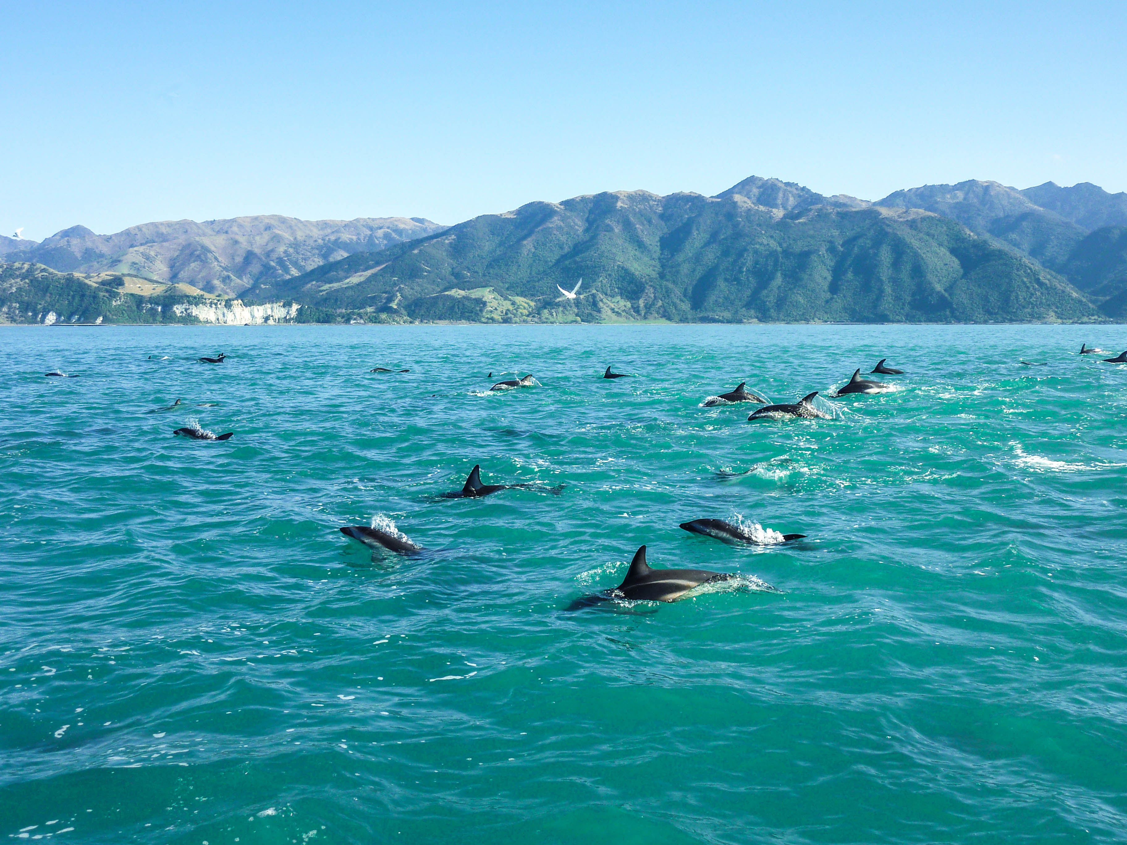Dolphins jumping outside Kaikoura