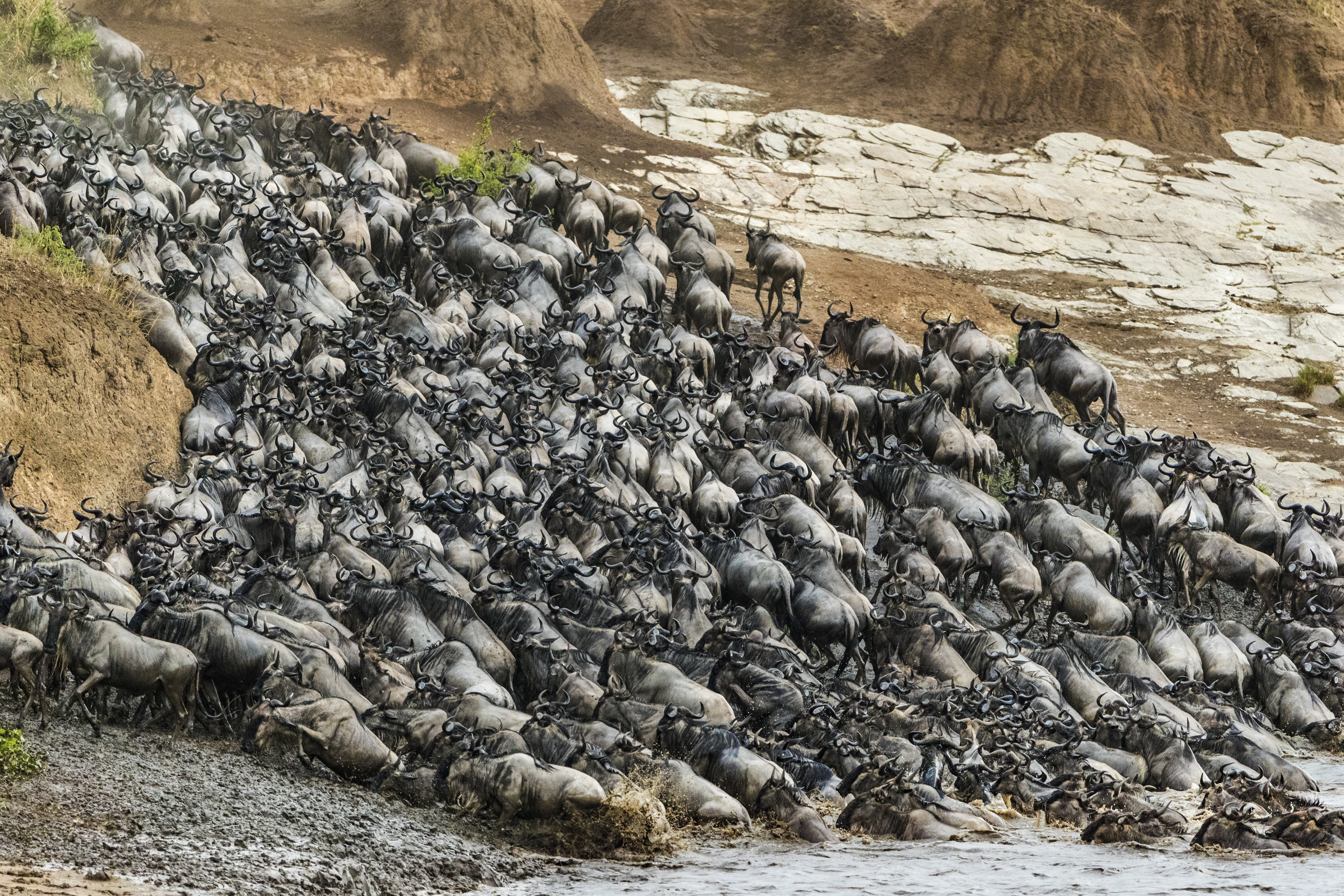 Wildebeest crossing the Mara river (Animal Planet/PA)