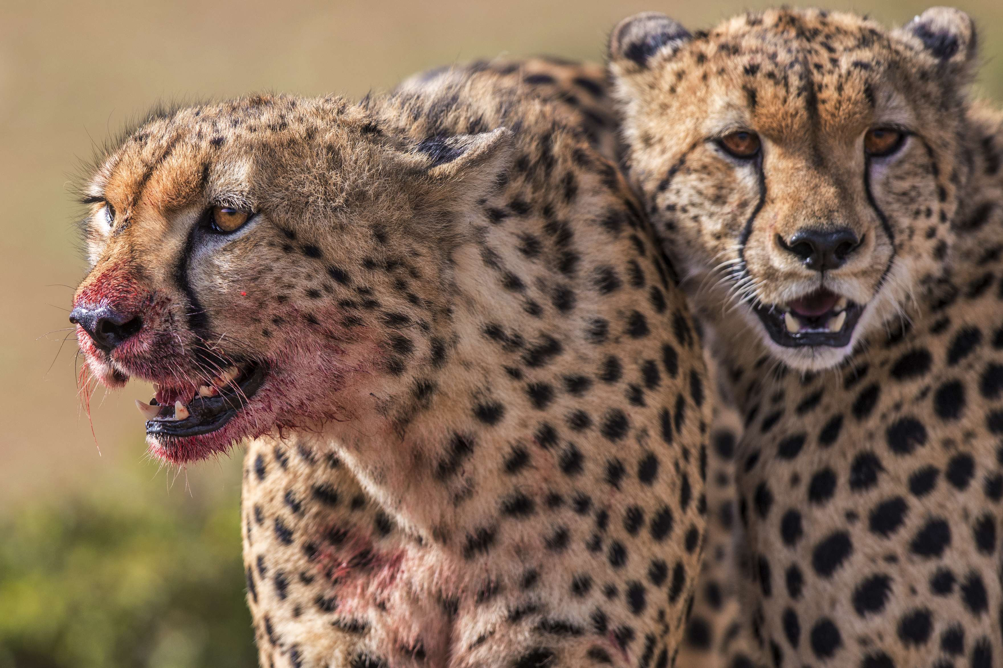 Cheetahs in the Masai Mara (Animal Planet/PA)