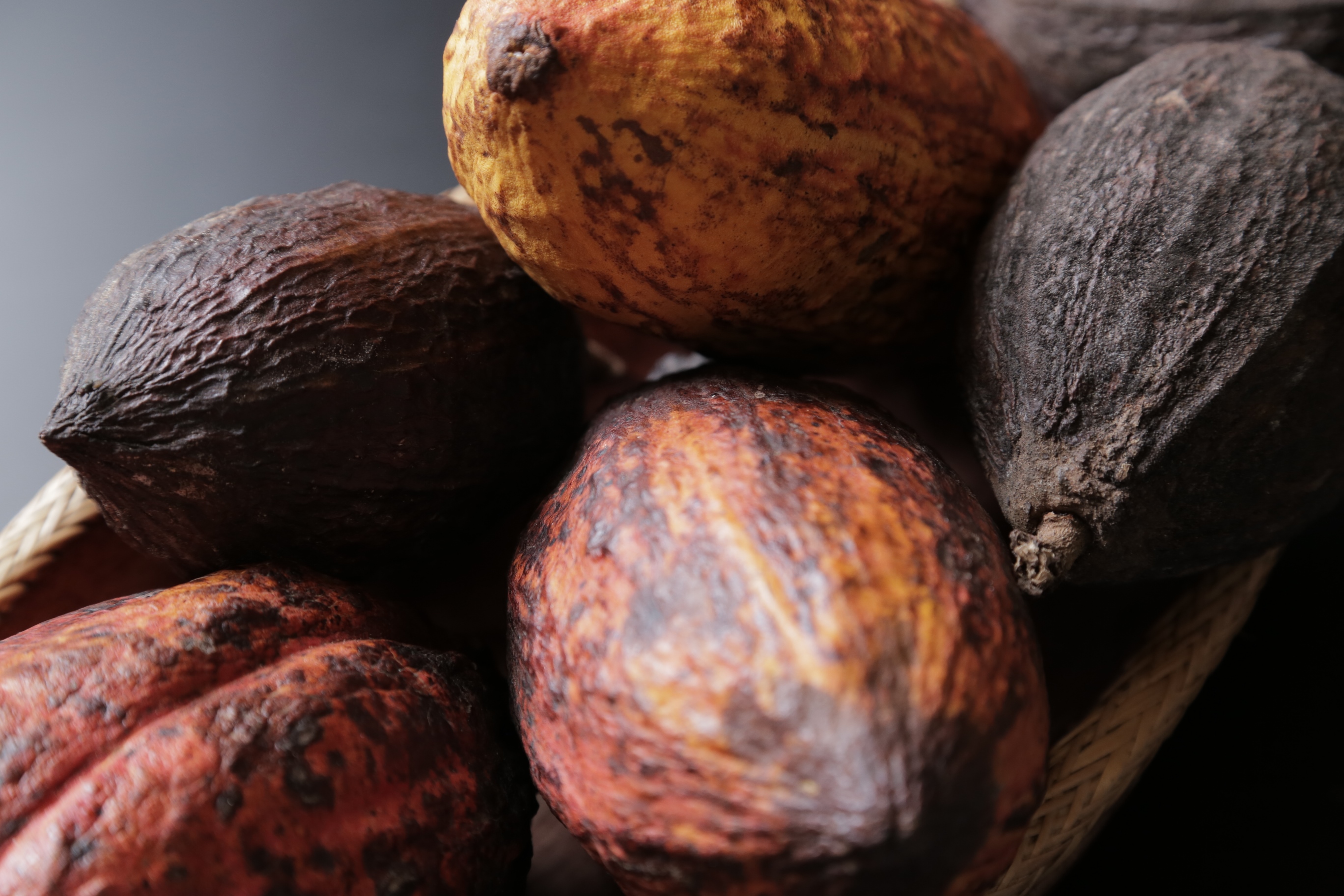 Cocoa pods