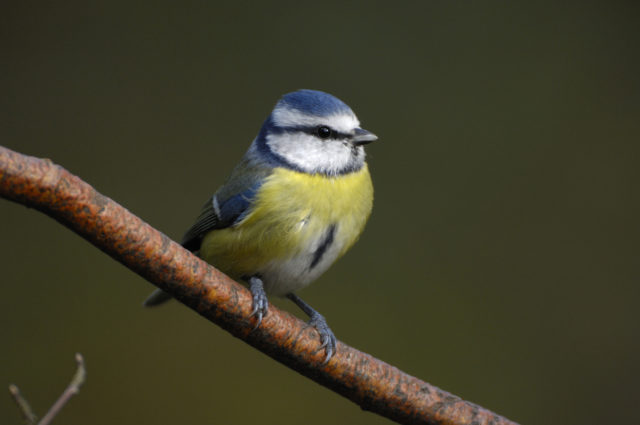 Blue tits came third in the survey (Ray Kennedy/RSPB Images/PA)