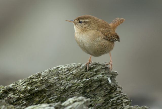 Numbers of some of the smallest birds, such as wrens, were down this year (John Bridges/RSPB Images/PA)