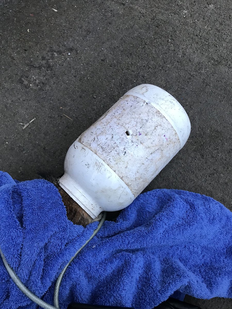The RSPCA managed to free the animal using bolt cutters
