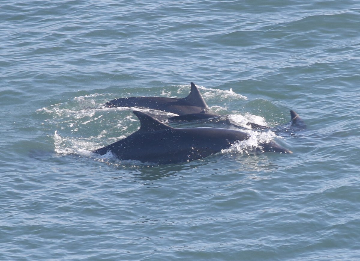 Dolphins swimming off the coast of East Yorkshire