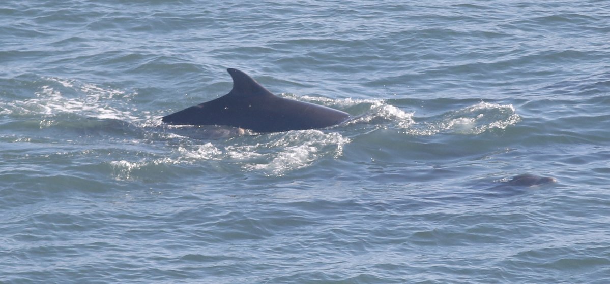 Dolphins swimming off the coast of East Yorkshire