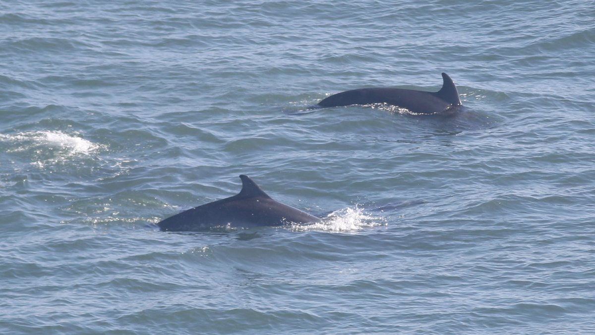 Dolphins swimming off the coast of East Yorkshire
