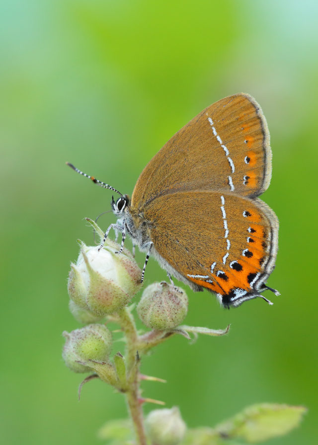 Black hairstreak butterflies had a record year in 2018 (Iain H Leach/Butterfly Conservation/PA)