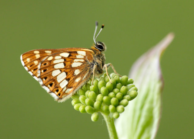 The threatened Duke of Burgundy has seen numbers stabilise in the past decade (Iain H Leach/Butterfly Conservation/PA)