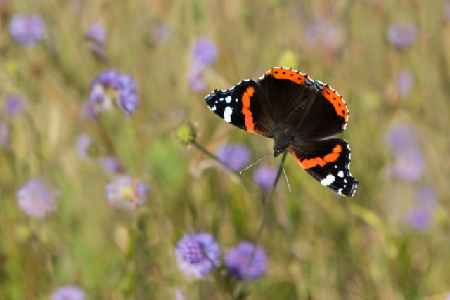 Garden favourite the red admiral saw numbers plummet 75% in 2018 (Tim Meling/Butterfly Conservation/PA)