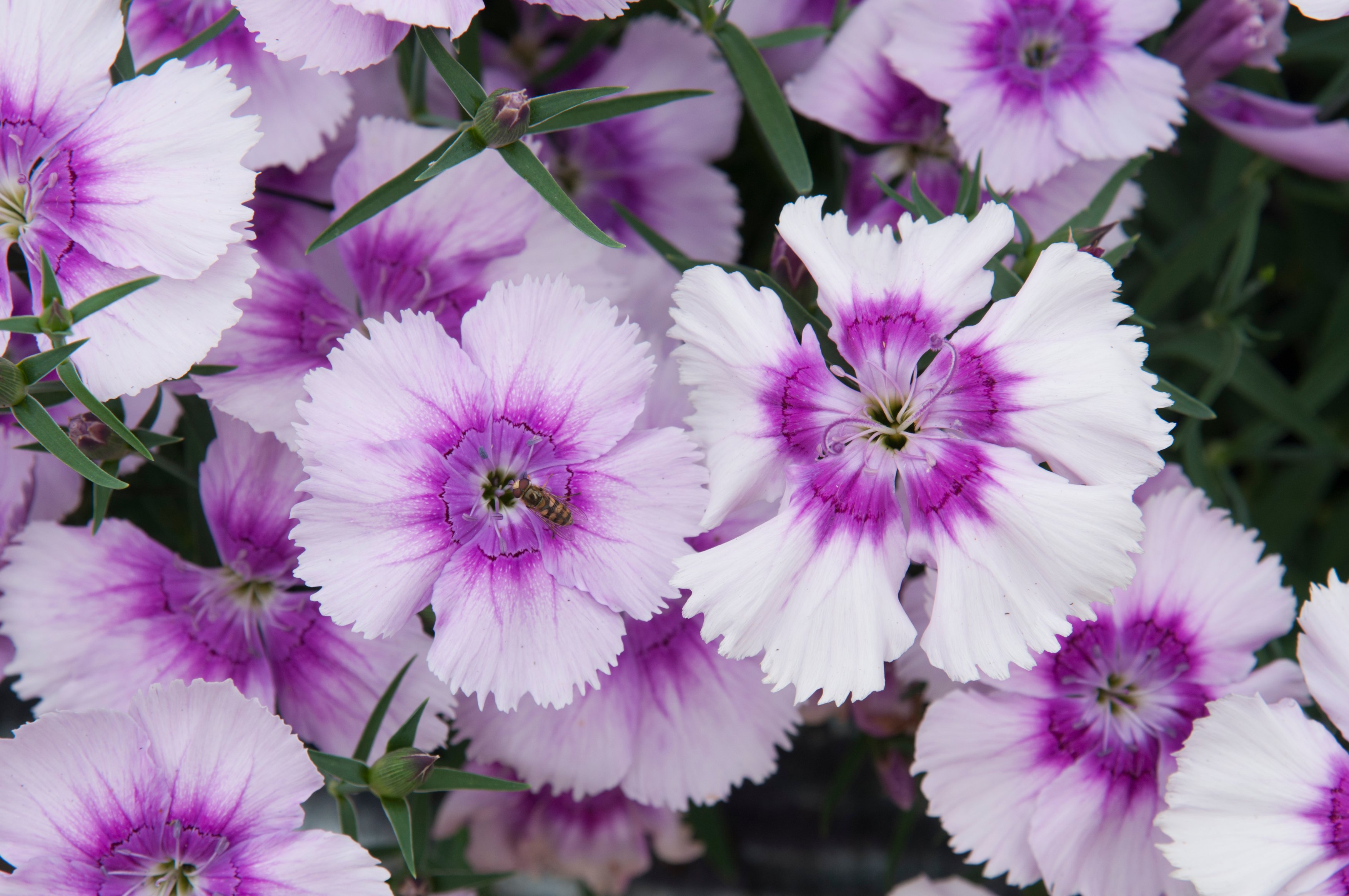 Alpine pinks (Tim Sandall/RHS/PA)