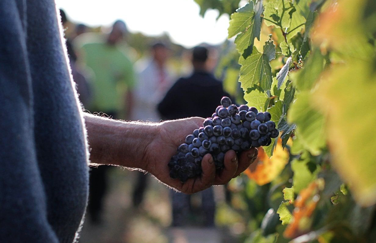 Bunch of Touriga Nacional grapes