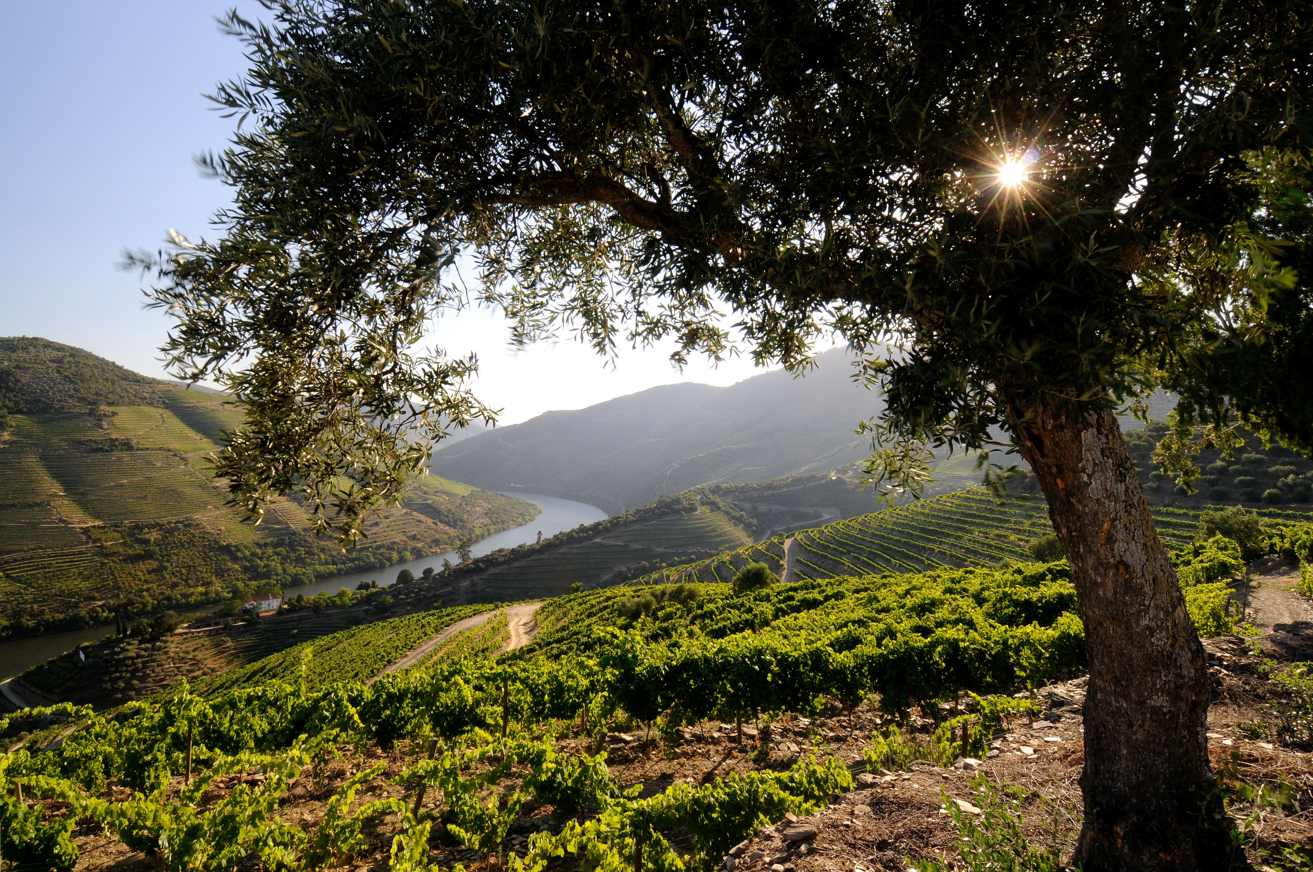Douro valley at sunrise