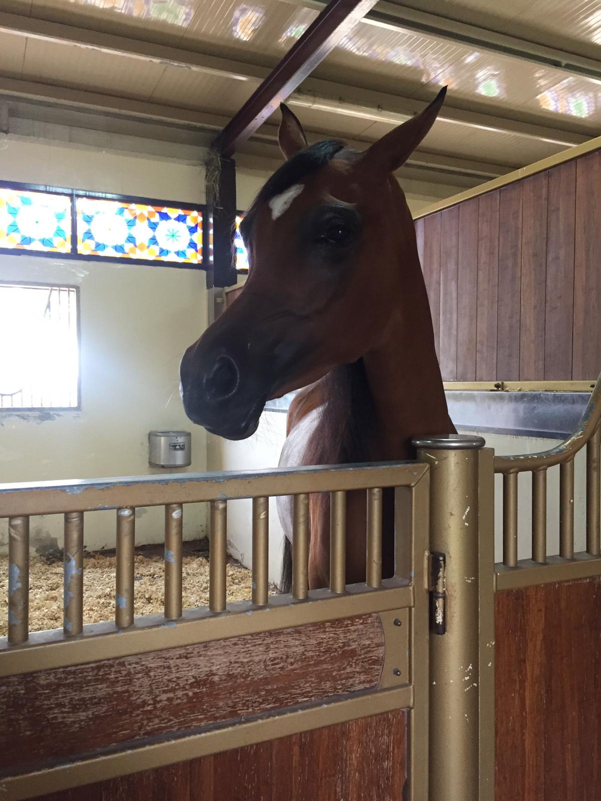 Visiting the Ajman Studs (Georgia Humphreys/PA)