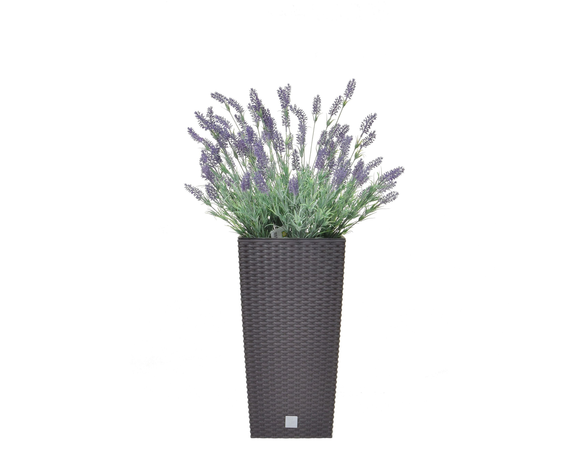 Lavender in umber tall pot, £129, Furniture Village (Furniture Village/PA)