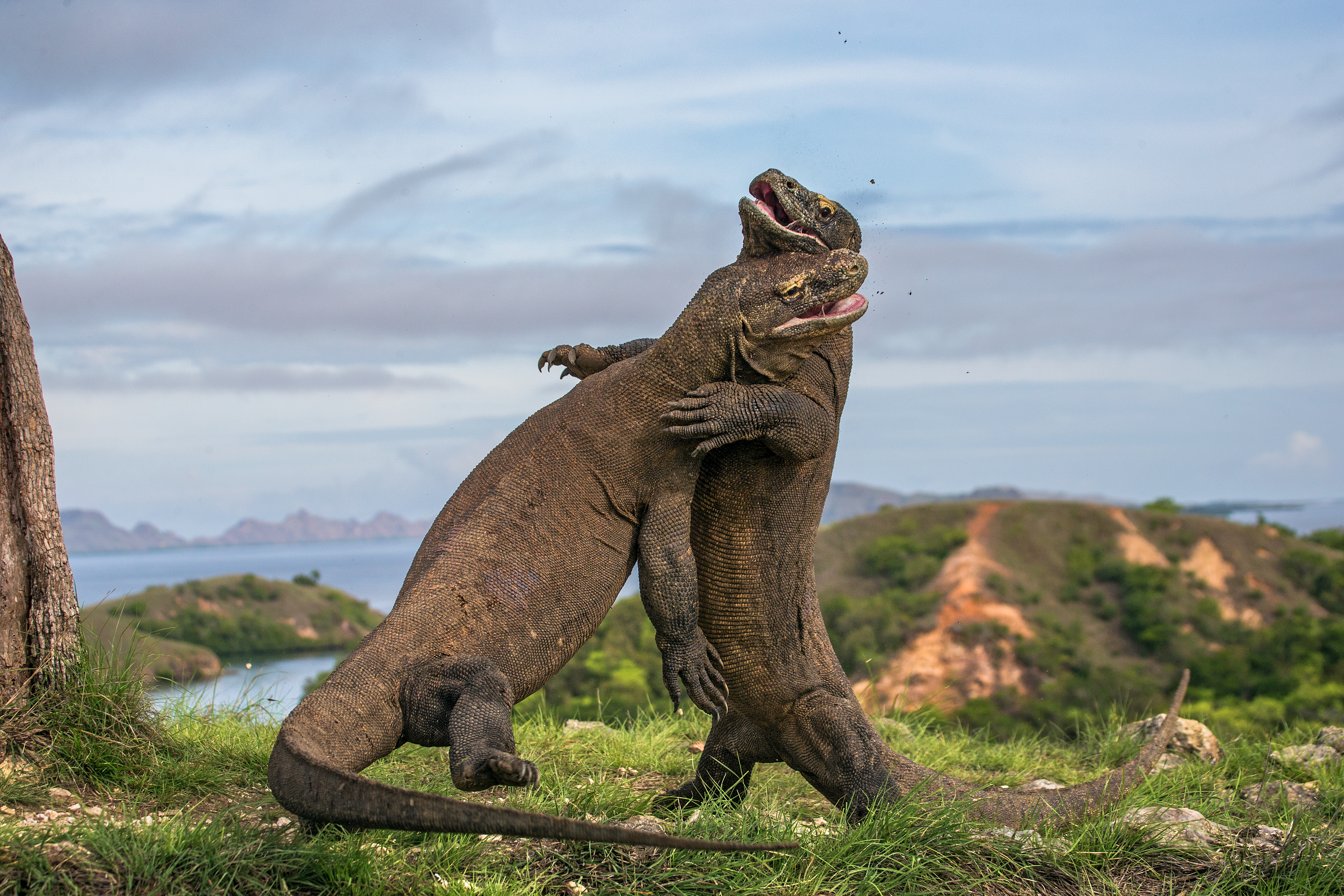 Fighting Komodo dragon