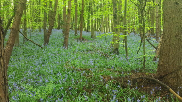 More native UK woodland would help wildlife and tackle climate change, campaigners urge (Emily Beament/PA)