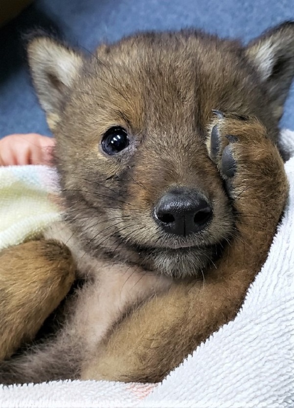 A coyote pup rescued by Massachusetts State Police