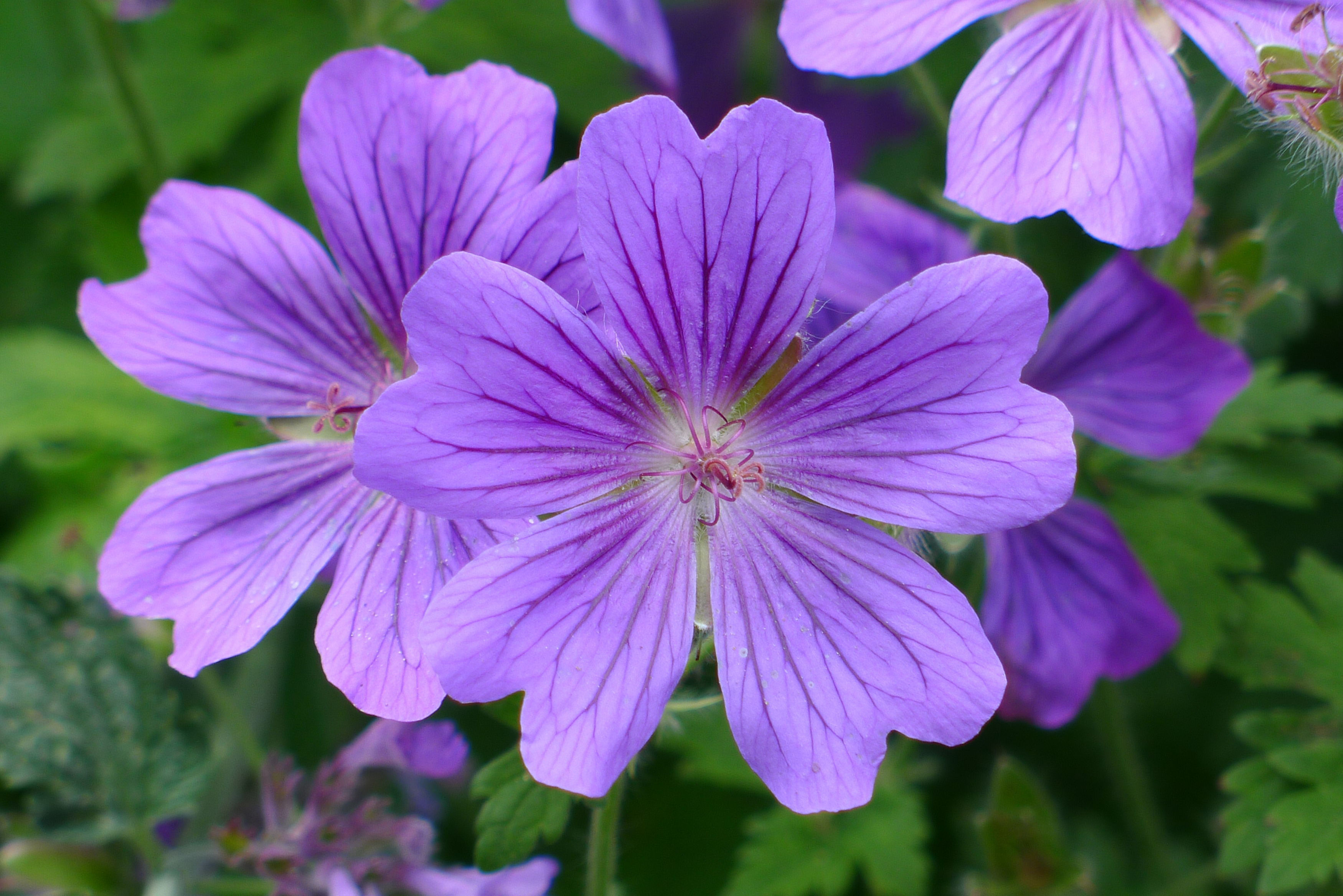 perennial cranesbill geranium (Hannah Stephenson/PA)