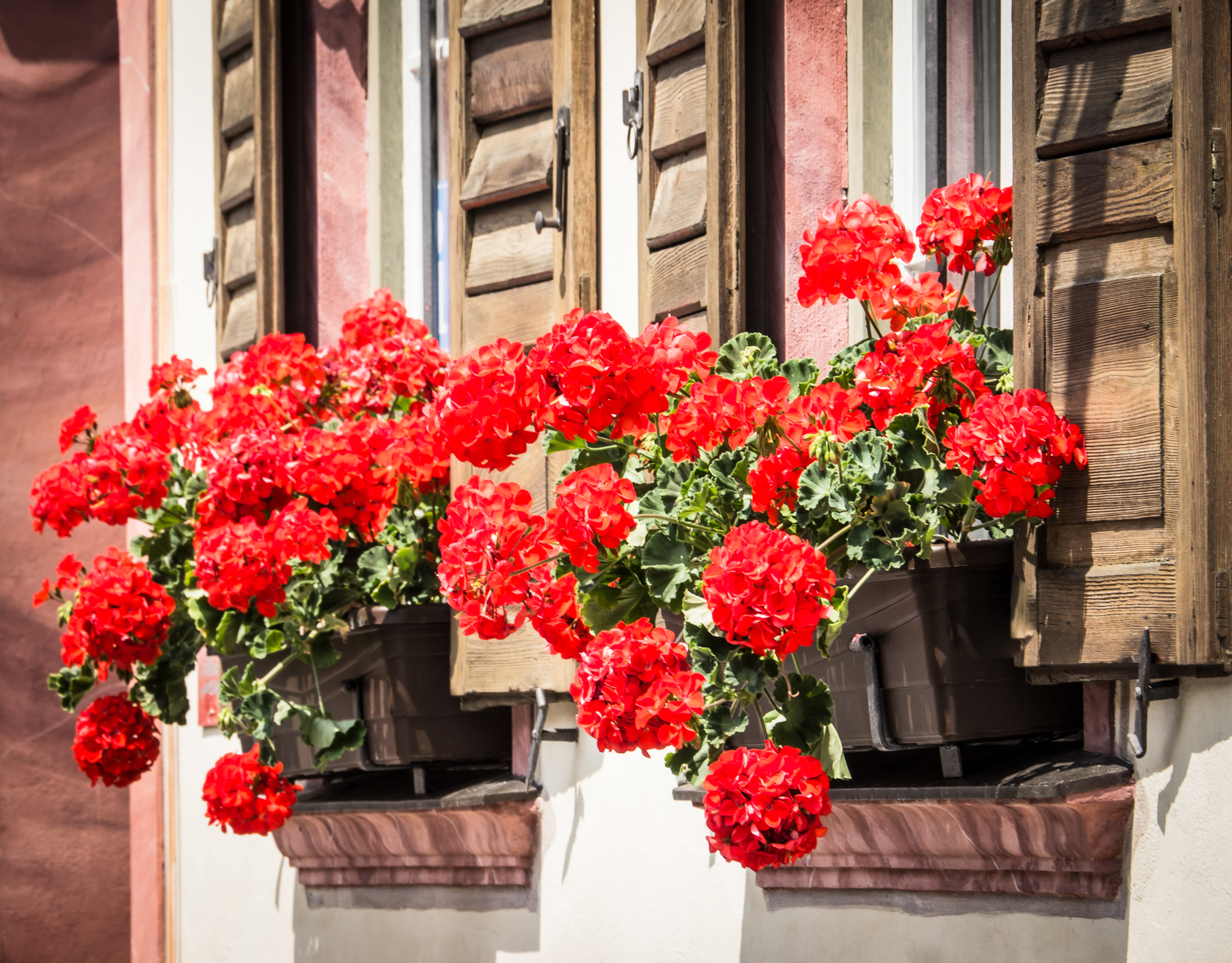 A line of red pelargoniums makes an eye-catching feature (iStock/PA)