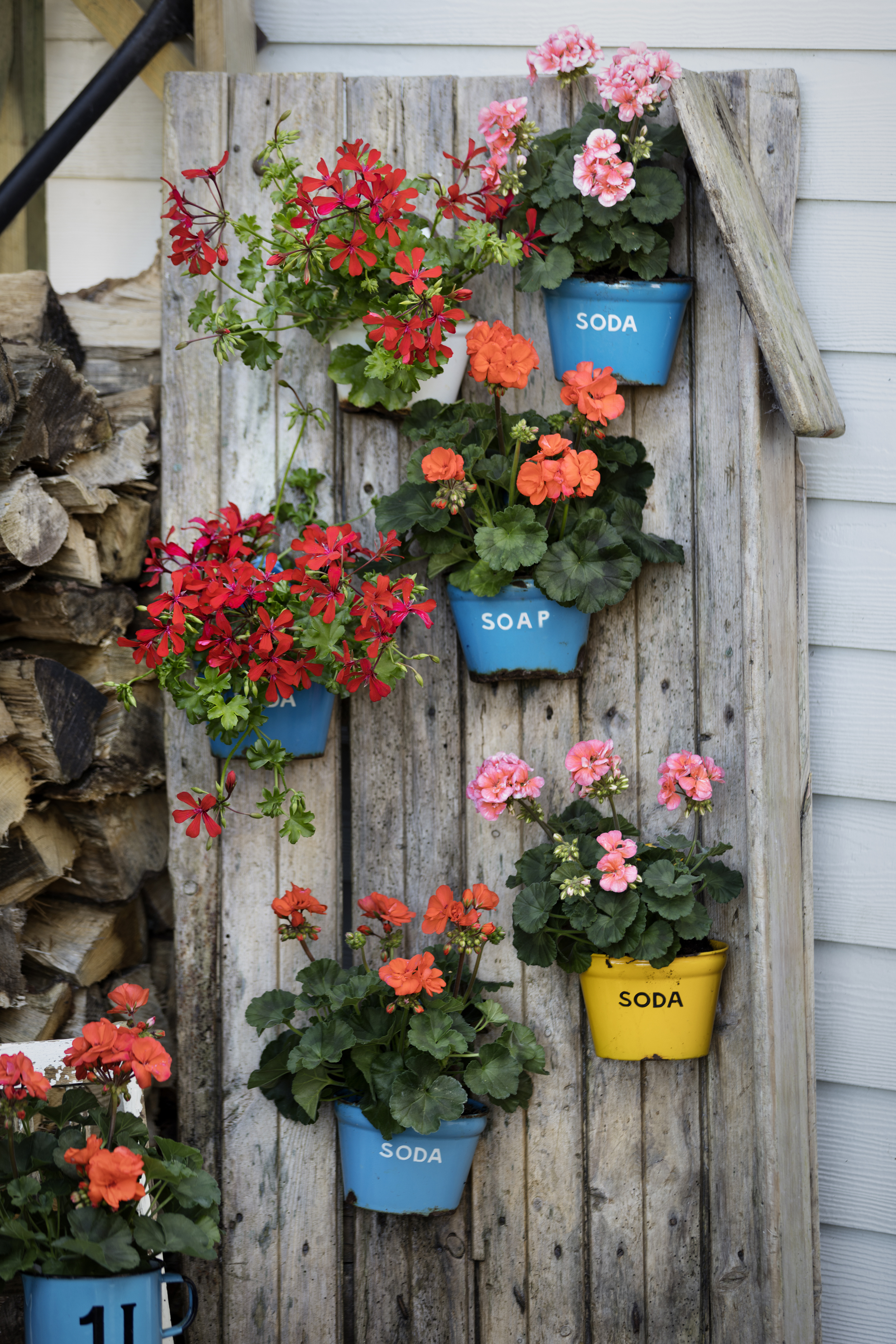 vertical planting with pelargoniums (Pelargonium for Europe/PA)