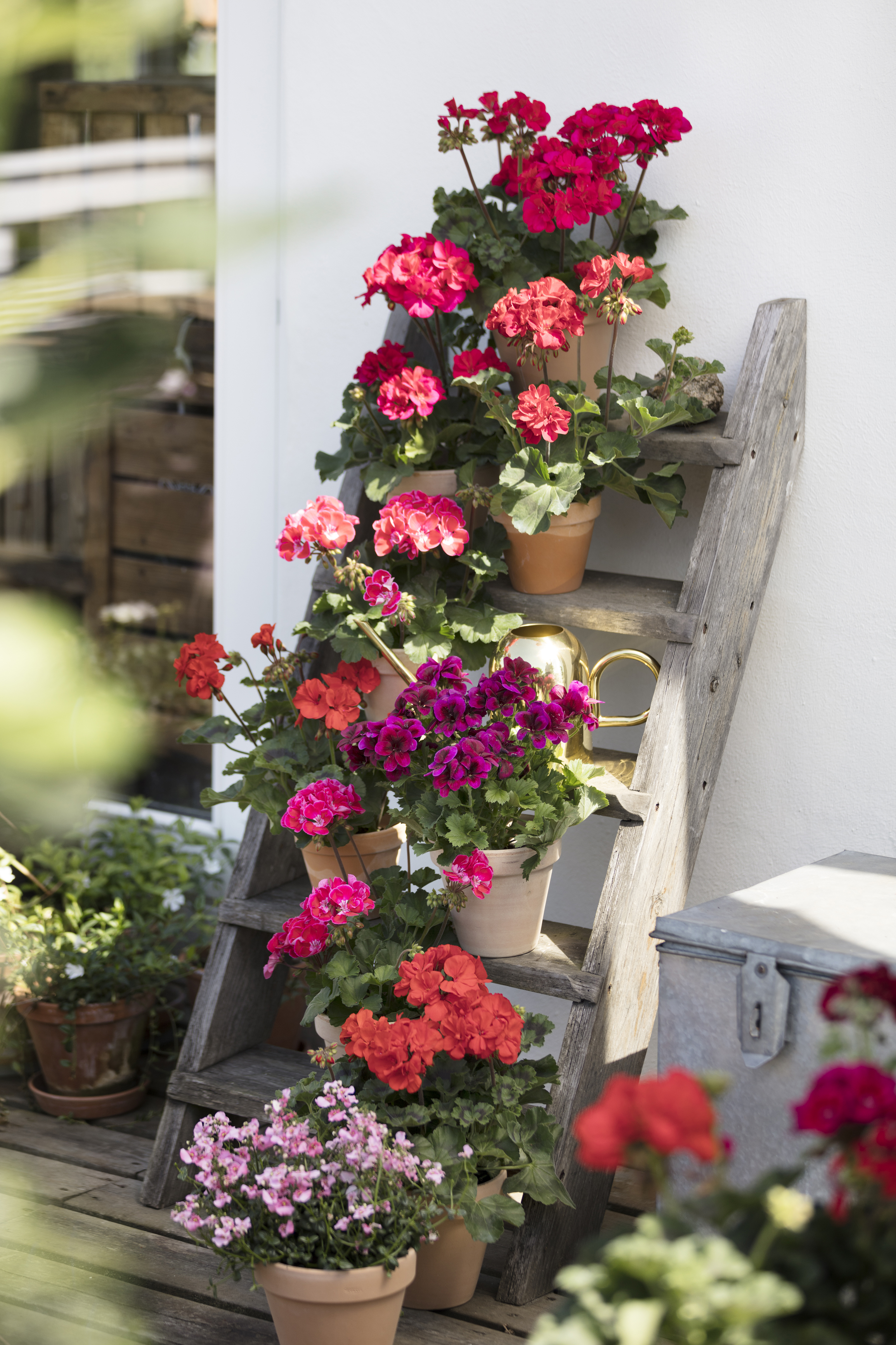 pelargoniums on the rungs of a ladder (Pelargonium for Europe/PA)
