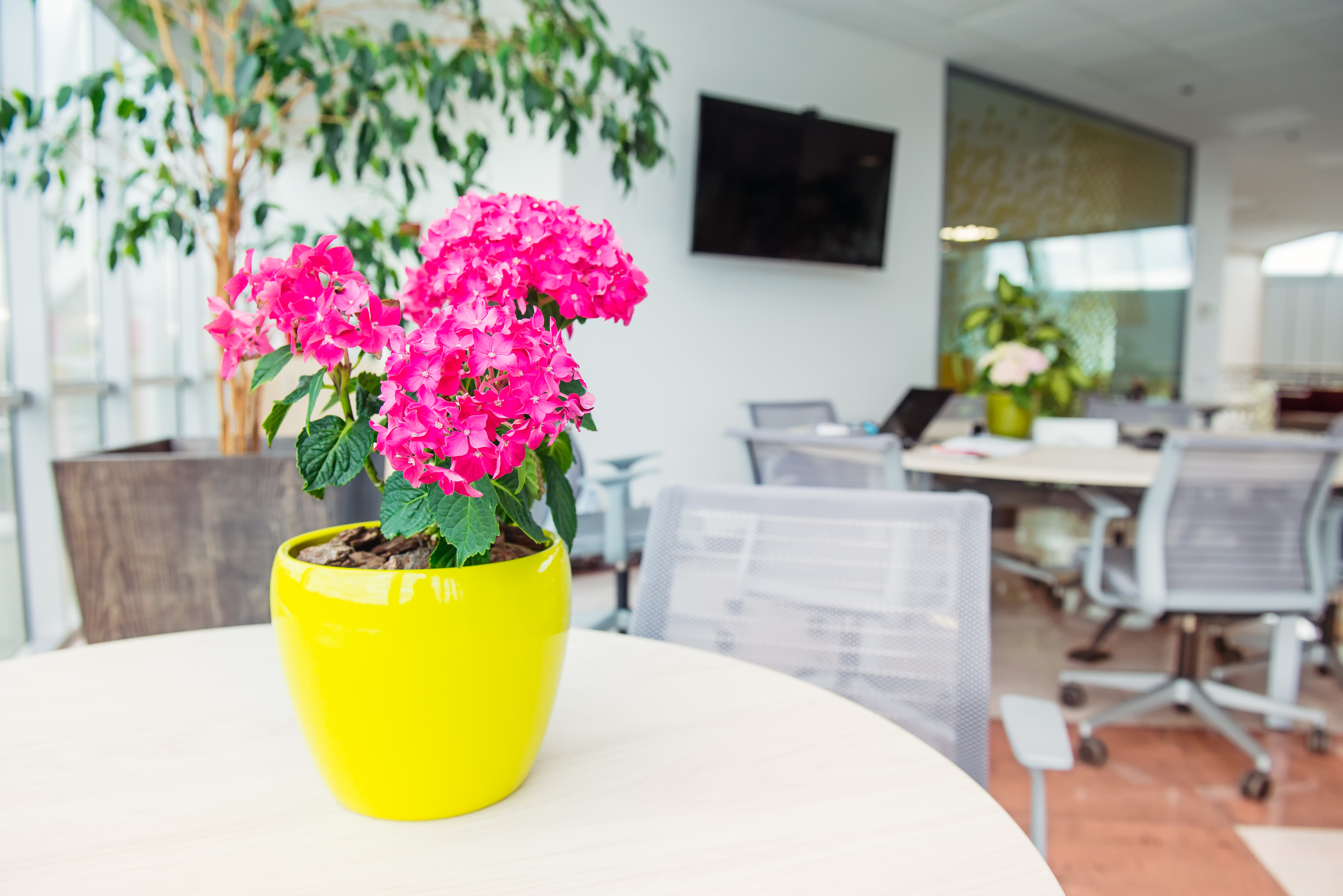 Pelargonium houseplants (iStock/PA)