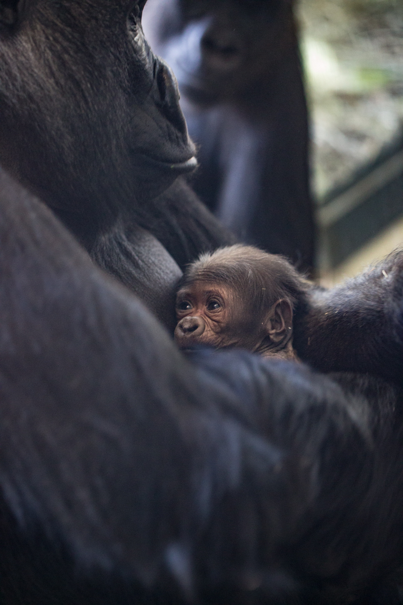 Rollie and her newborn infant gorilla