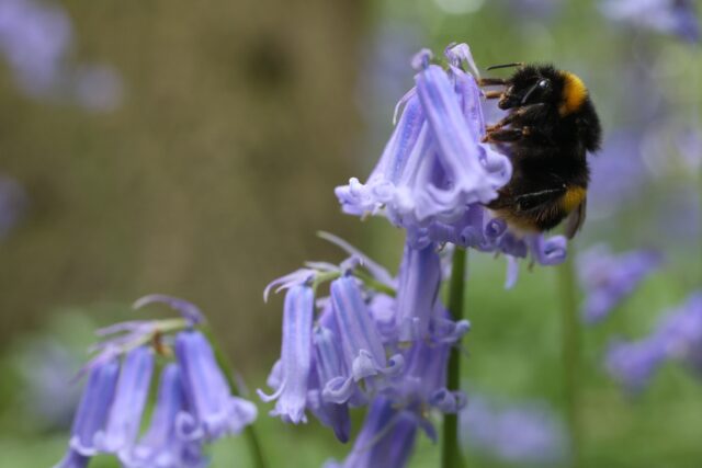 The report found 17 species of bee were now extinct in the area (SuzieHubbard/WWF)