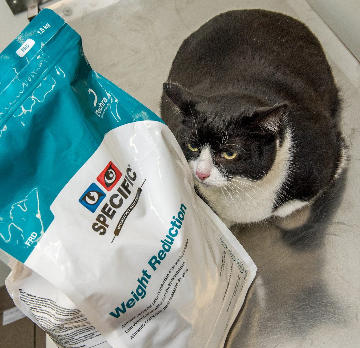 Sox the cat is attempting to lose weight with PDSA
