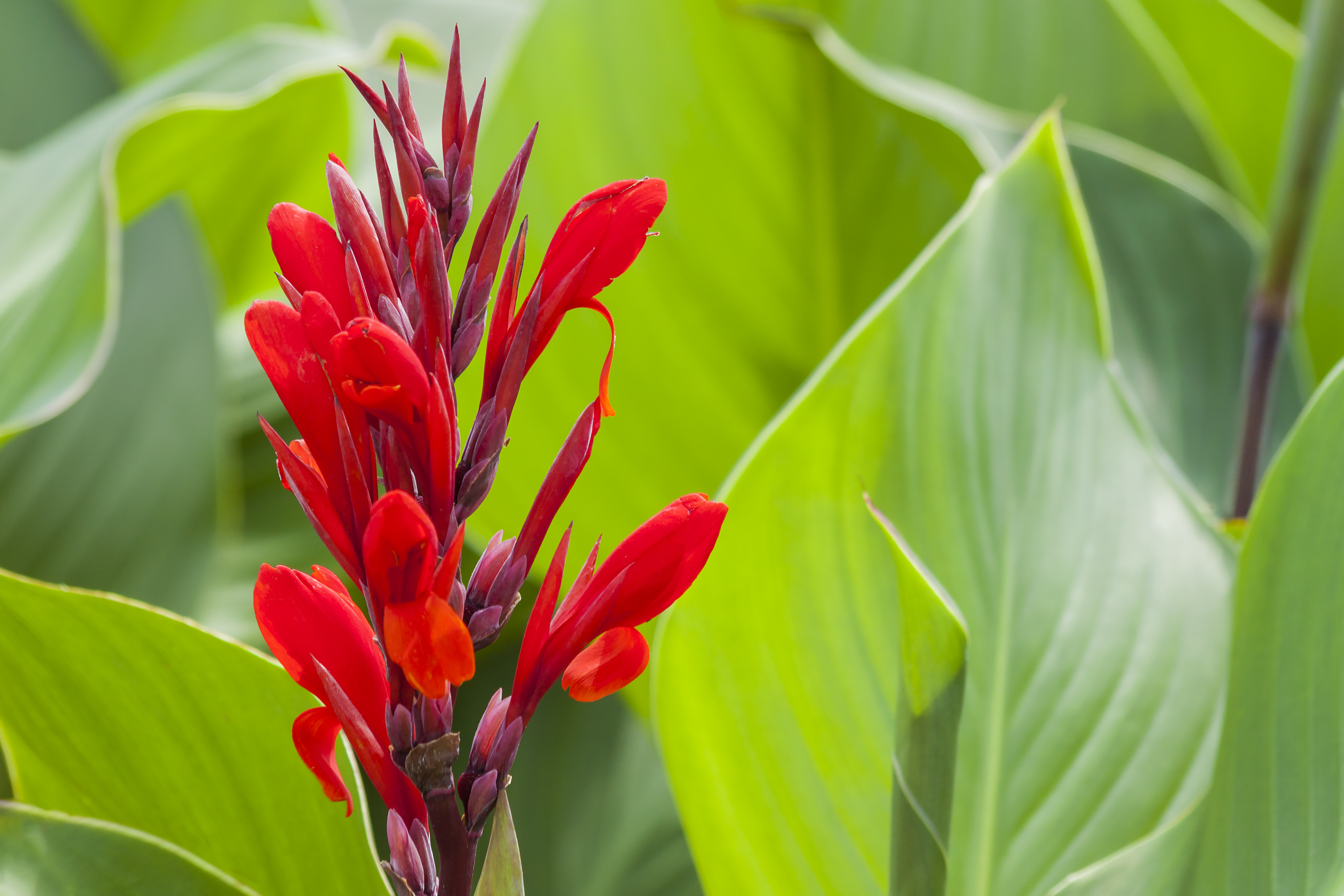 Bold canna lilies may brighten up small spaces (iStock/PA)