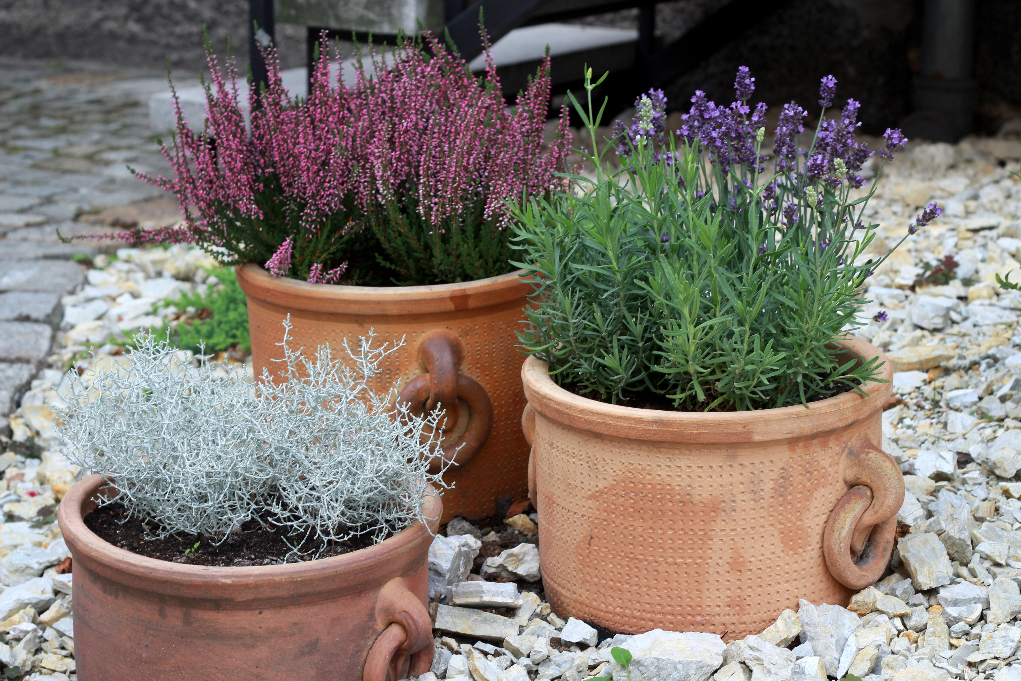 Lavender and heather are both low-maintenance in pots (iStock/PA)