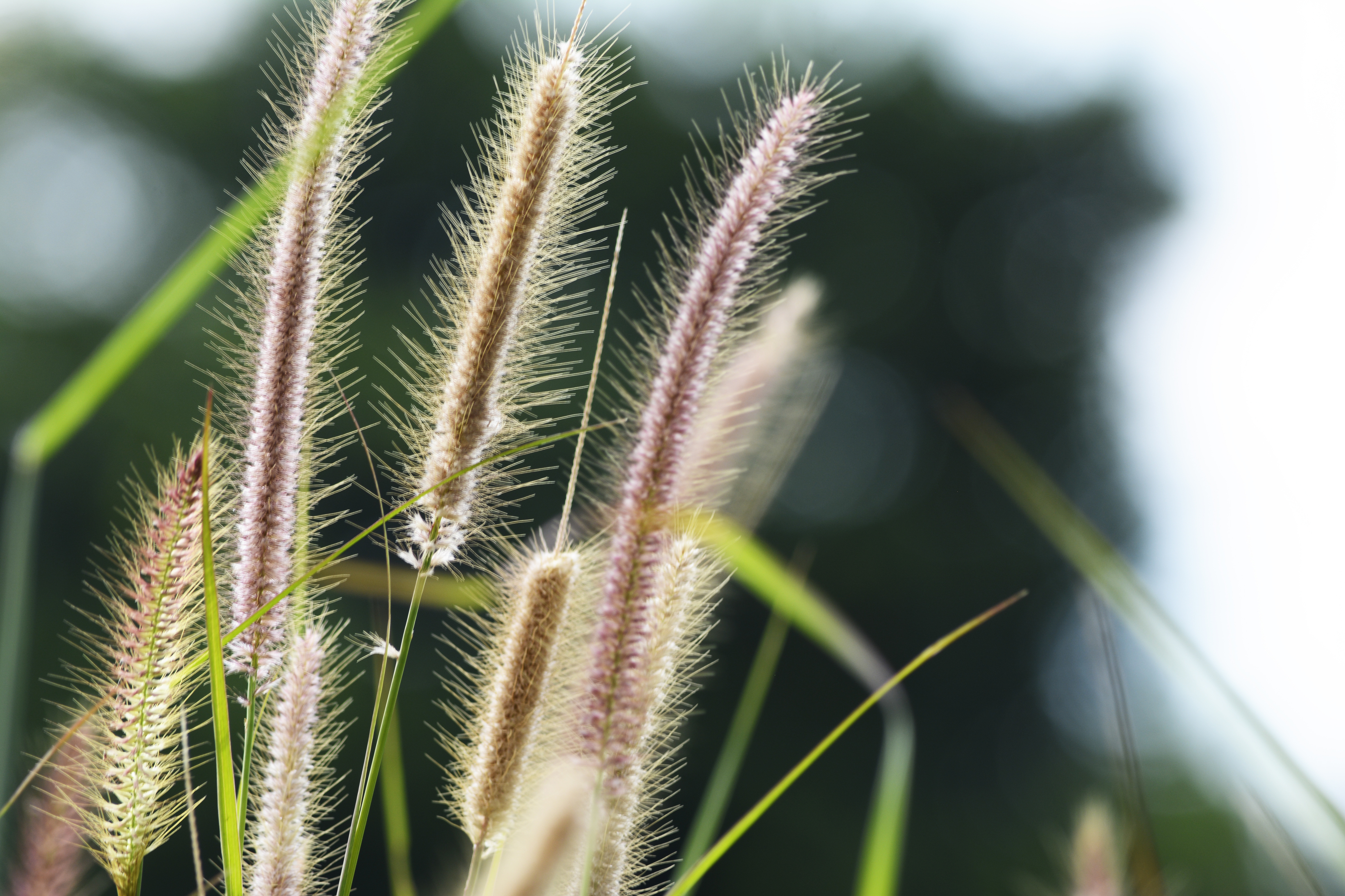 Tall grass can hide a garden eyesore (iStock/PA)