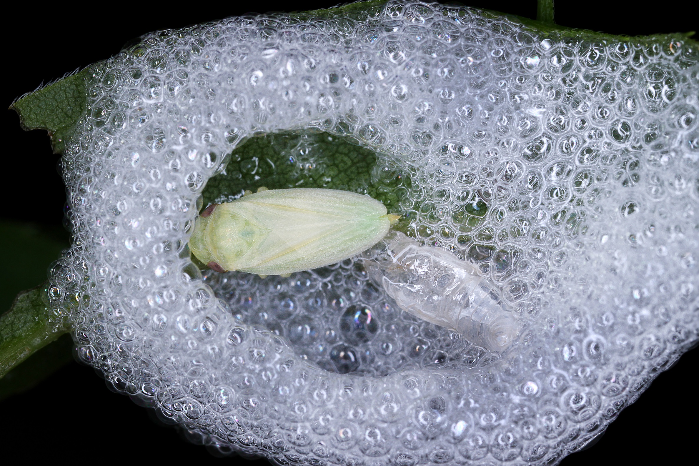Gardeners have been asked to spot spittle on leaves in their garden. (Gernot Kunz/PA)