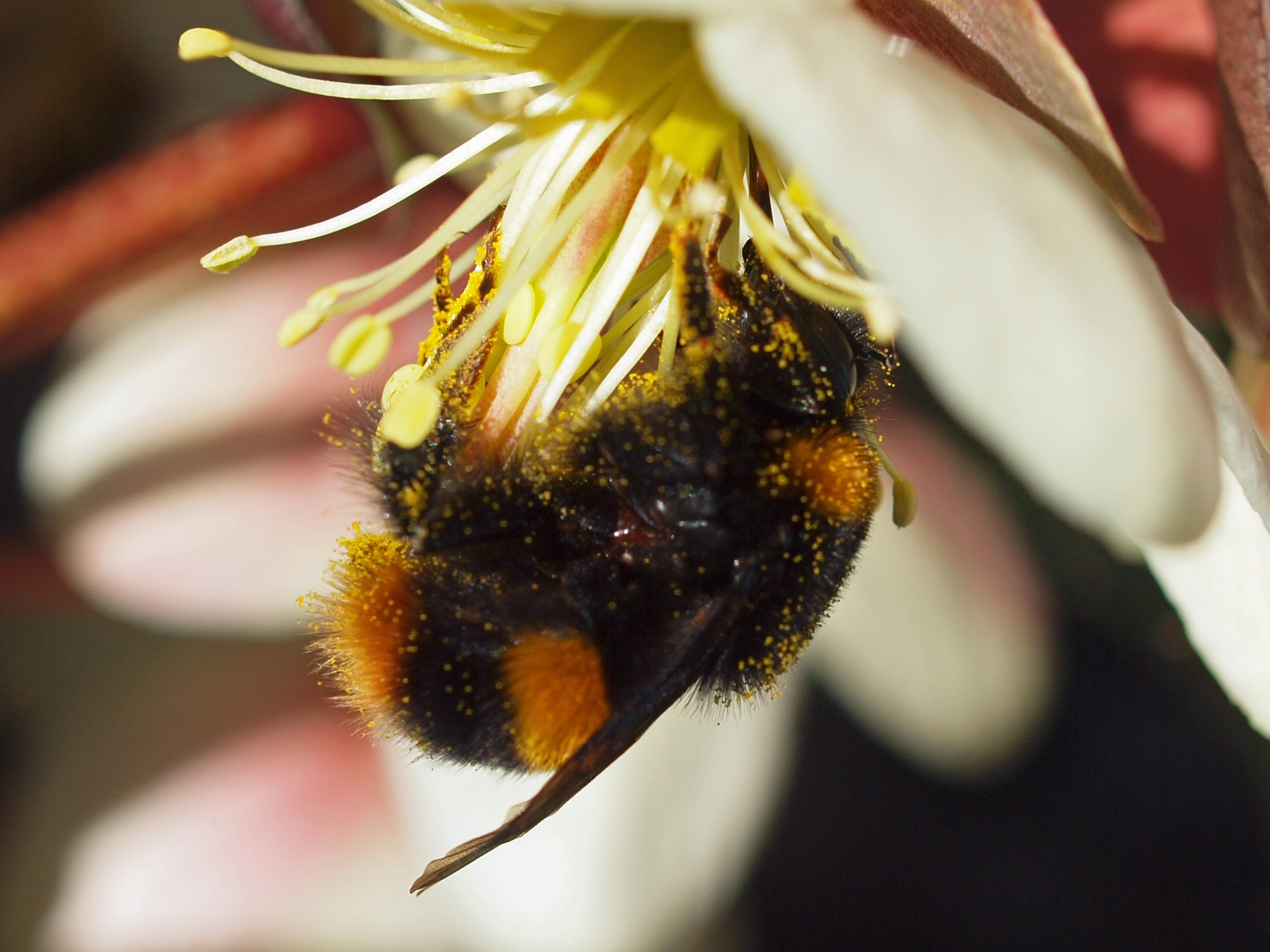 Buff-tailed bumblebees had a poor year (Les Moore/PA)