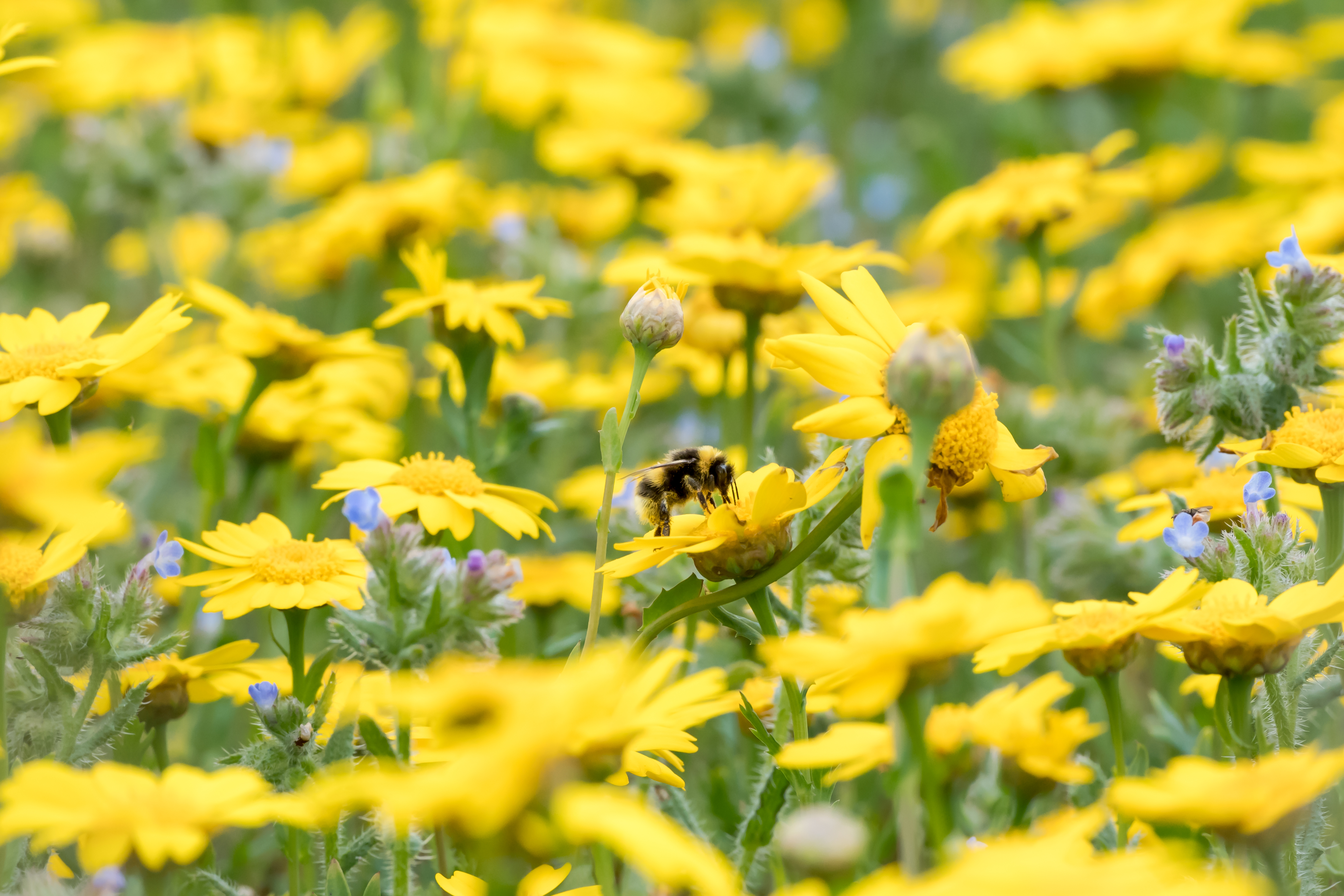 The white-tailed bumblebee is one of the species assessed (Pieter Haringsma/PA)