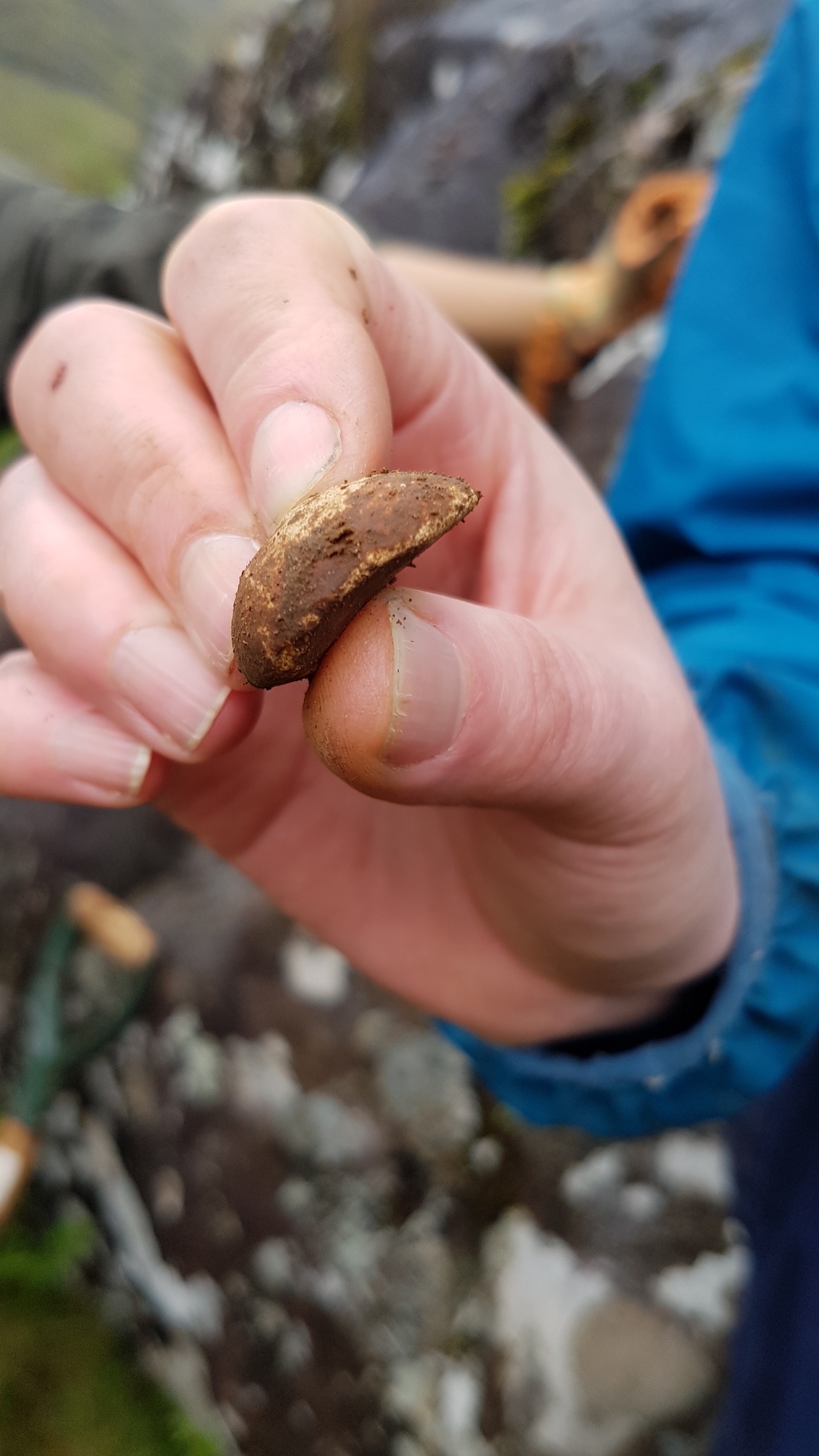 Musket ball