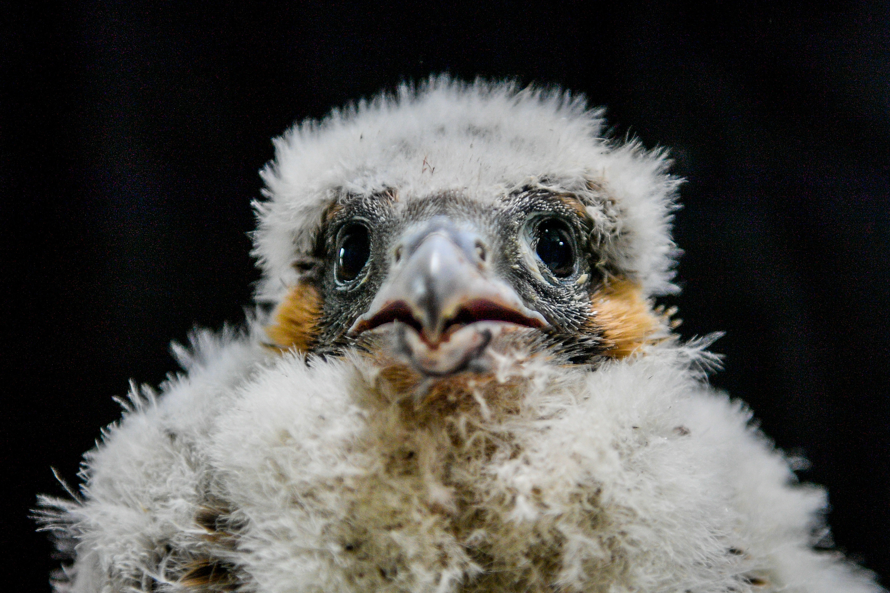 Peregrine chicks at Salisbury Cathedral