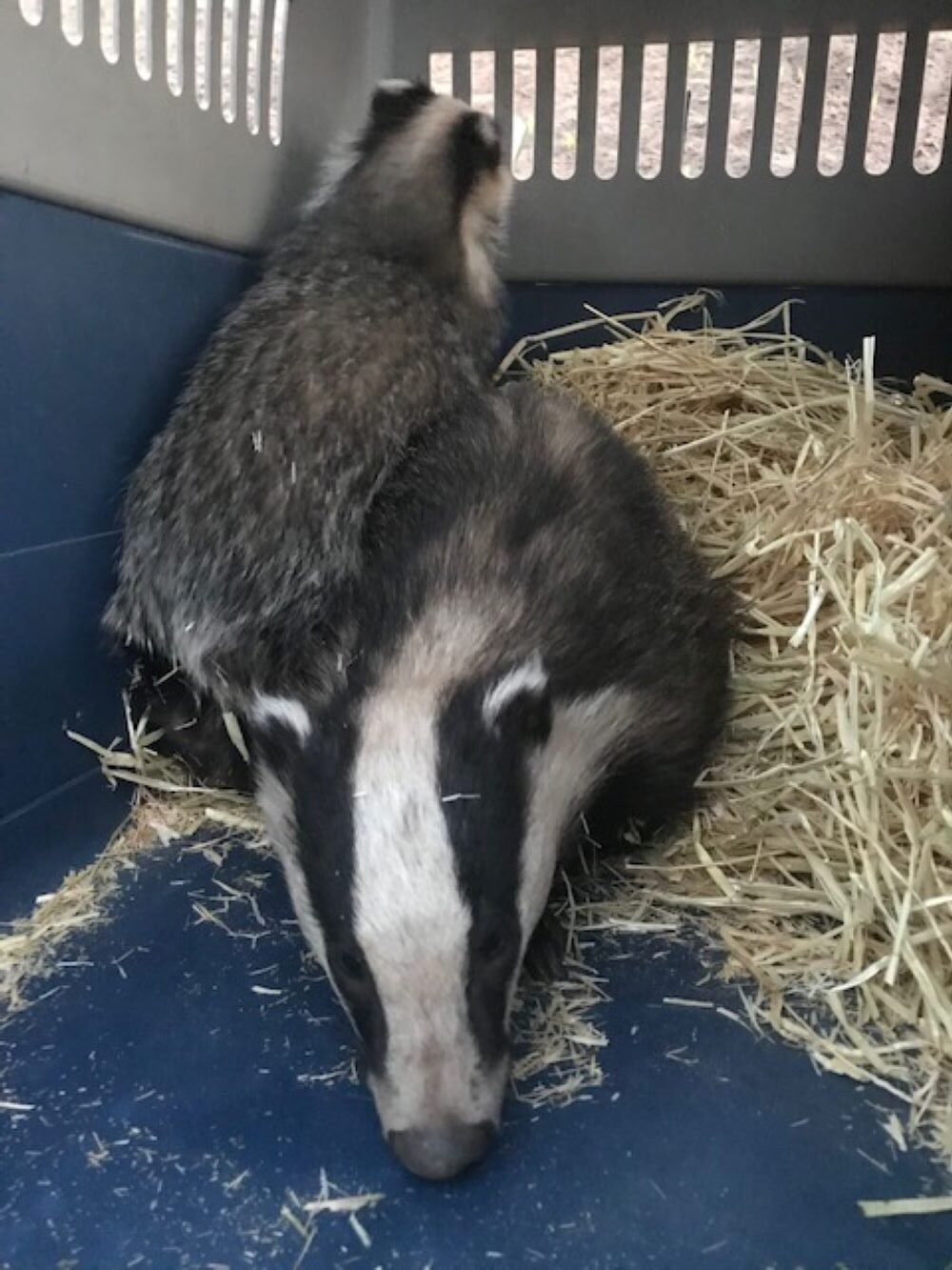 The mother and cub have now been released back into the wild (RSPCA/PA)