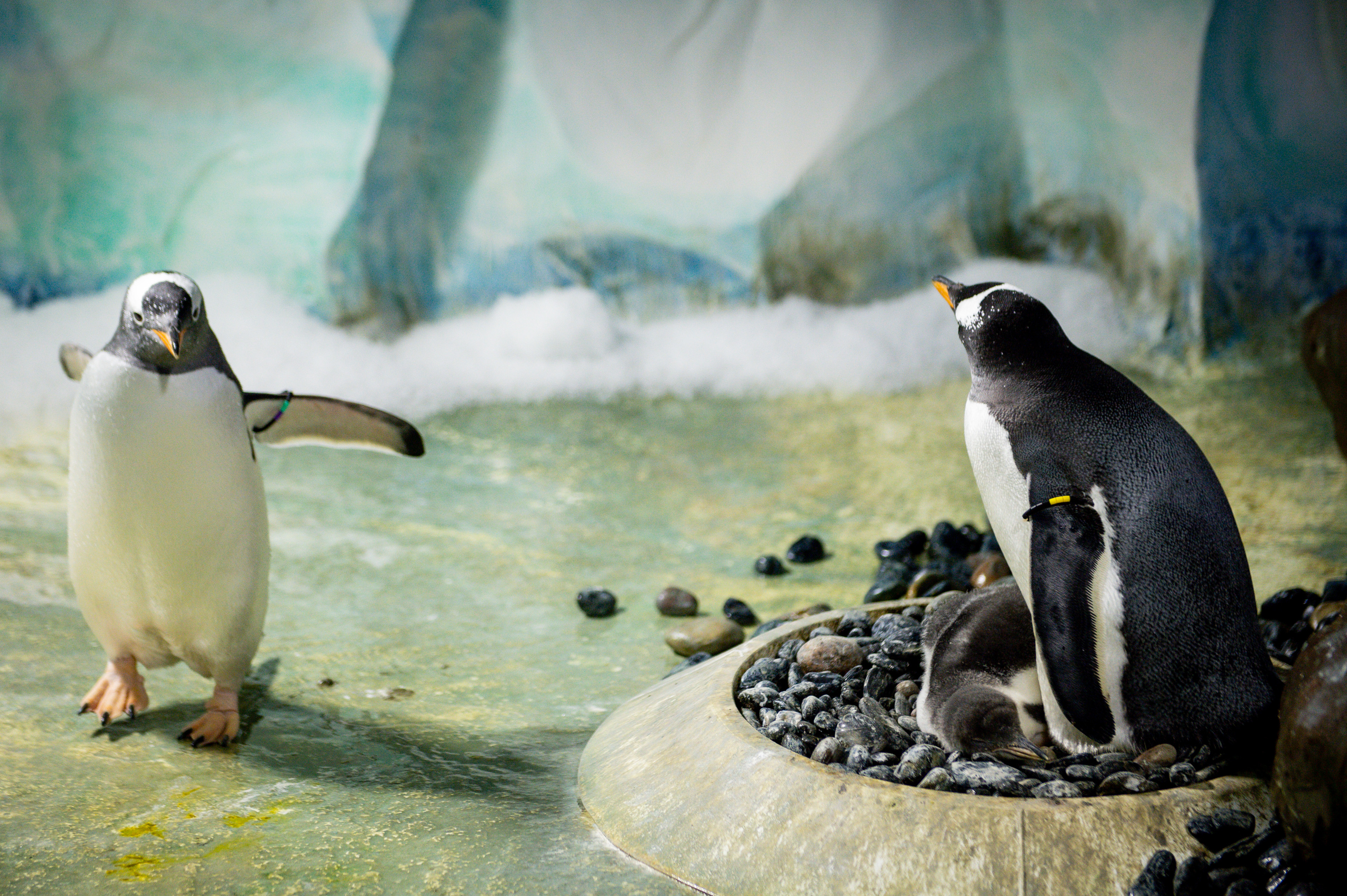 Baby Gentoo penguin