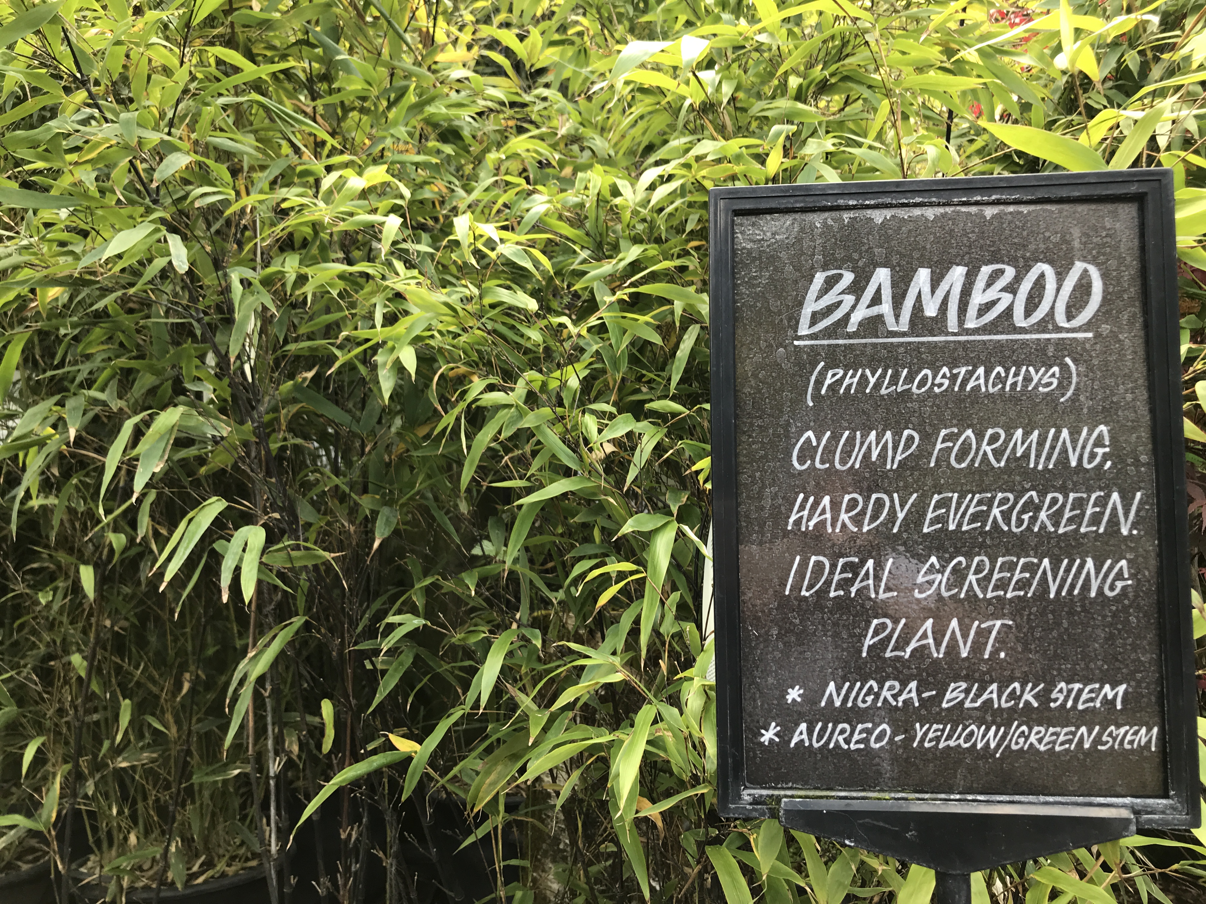 Bamboo in a pot can provide an effective screen (Hannah Stephenson/PA)