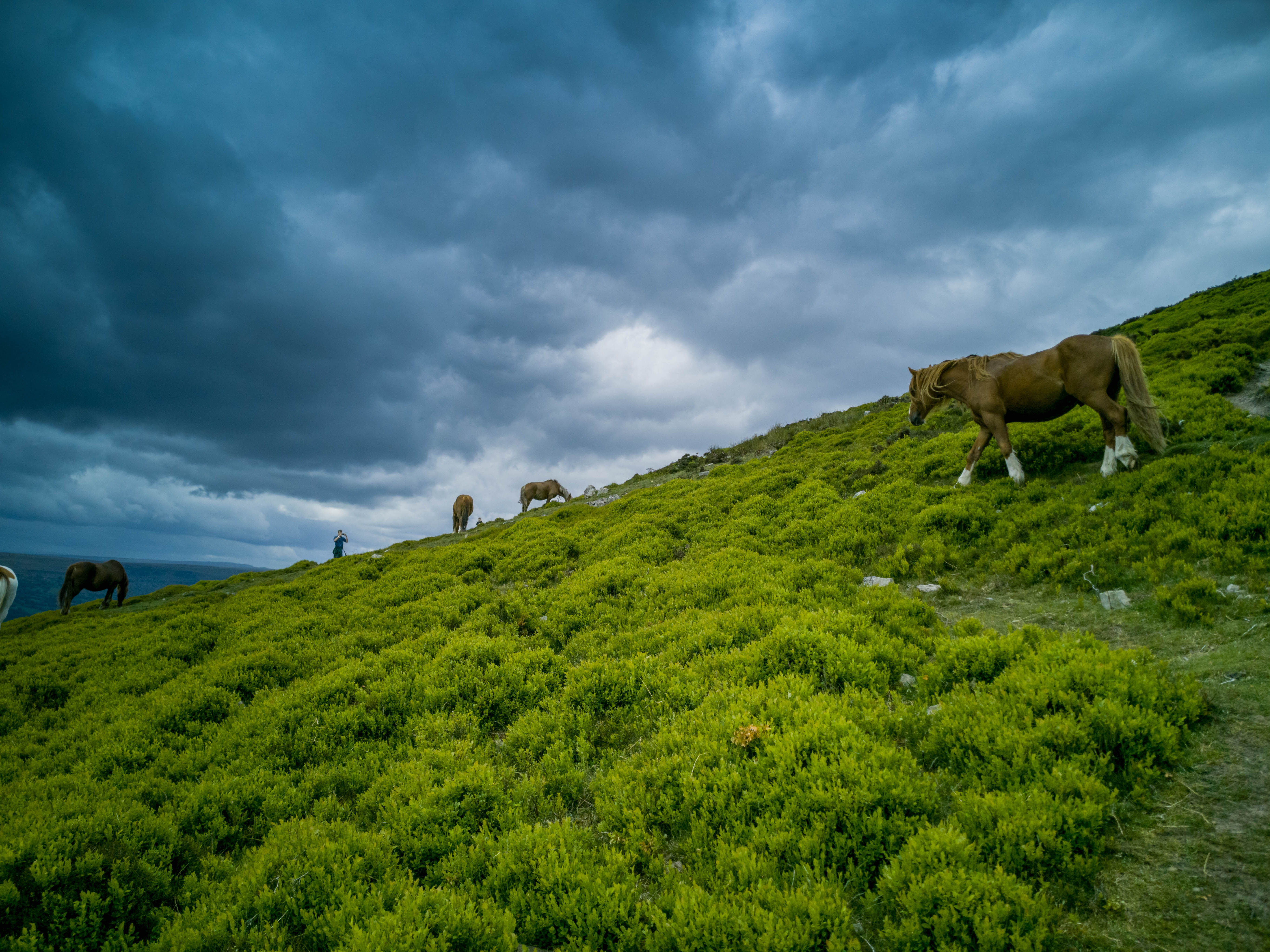 A wild pony on the Sugar Loaf Mountain, Monmouthshire