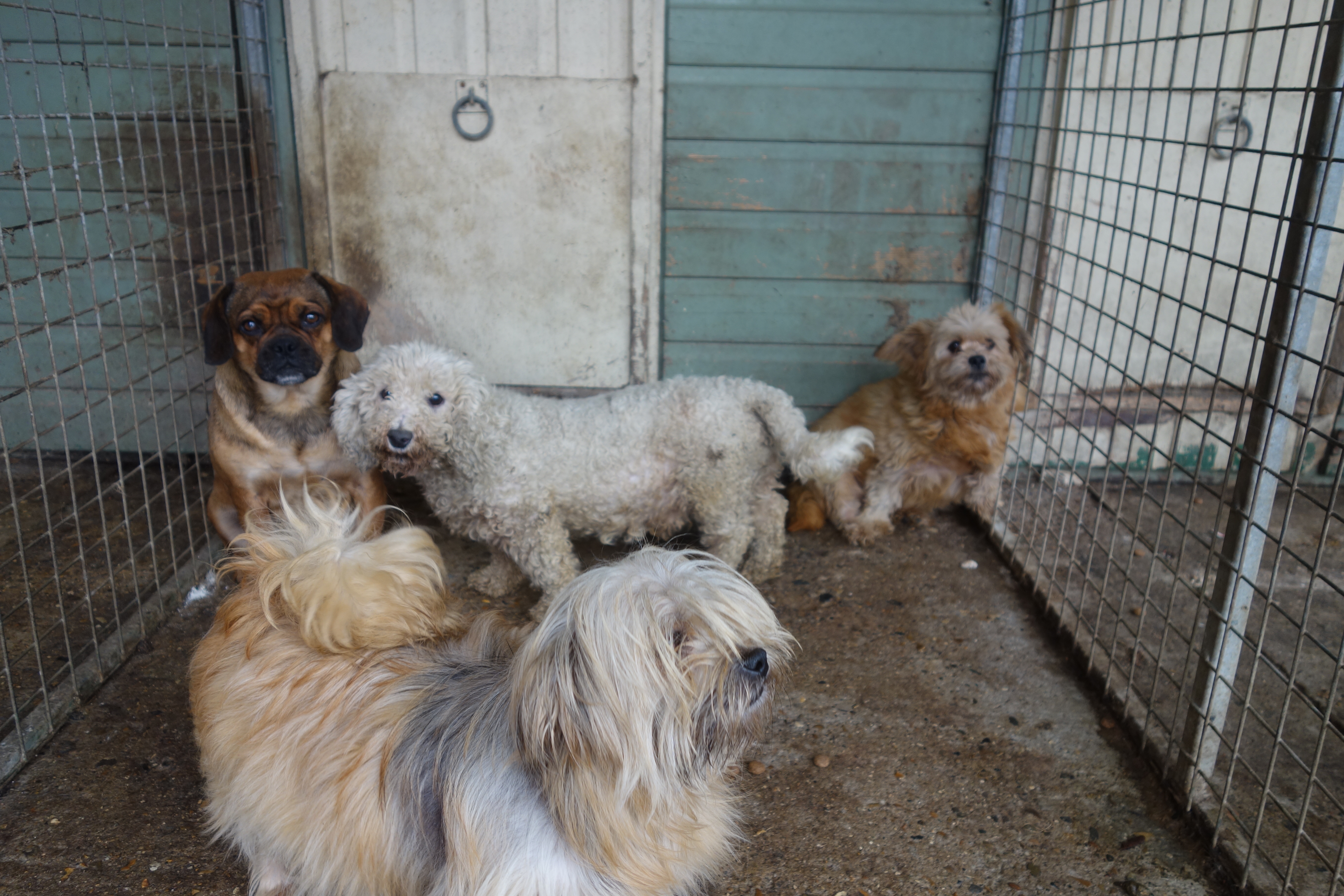 The court heard the dogs had an average price of £675