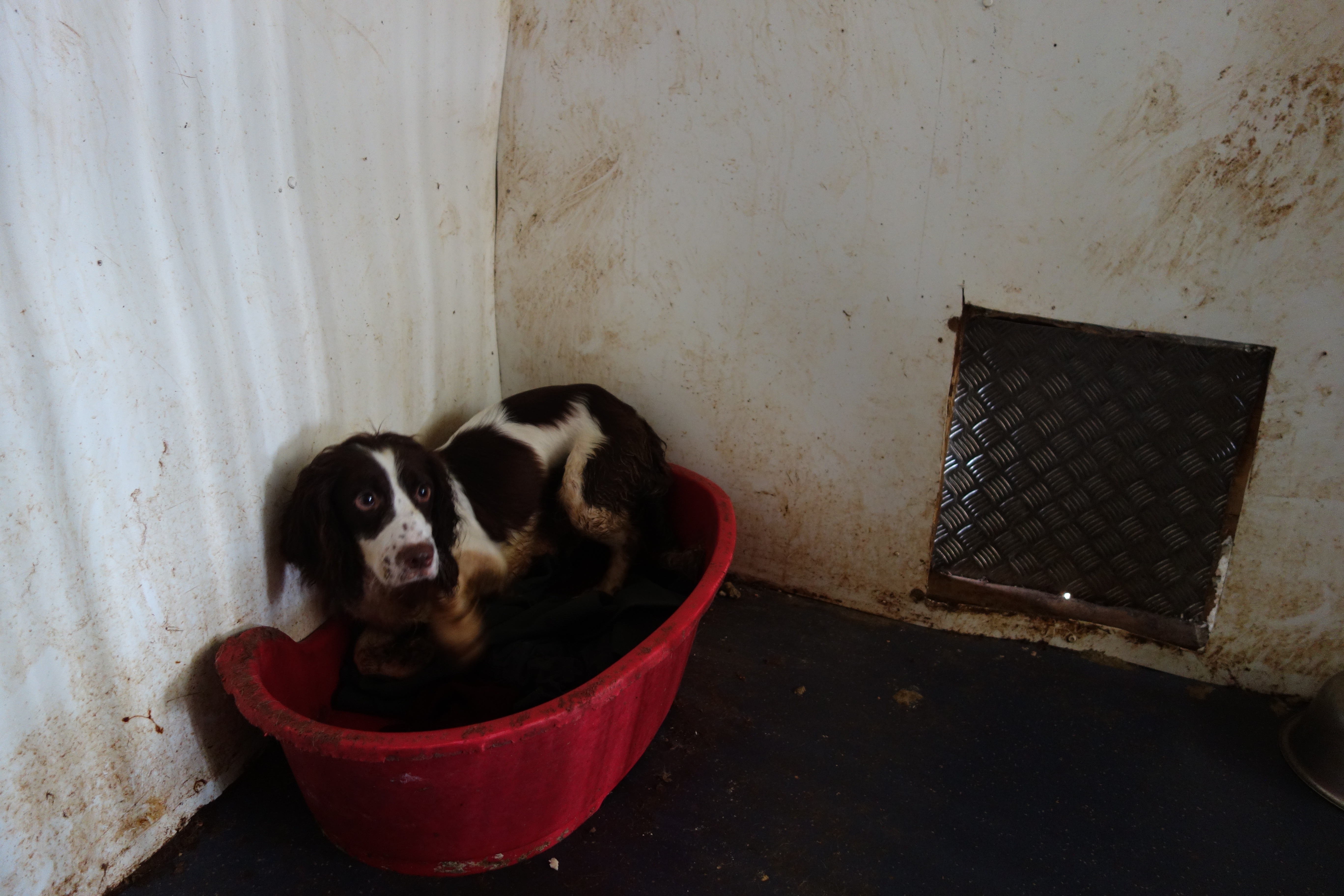 Some dogs had no access to light