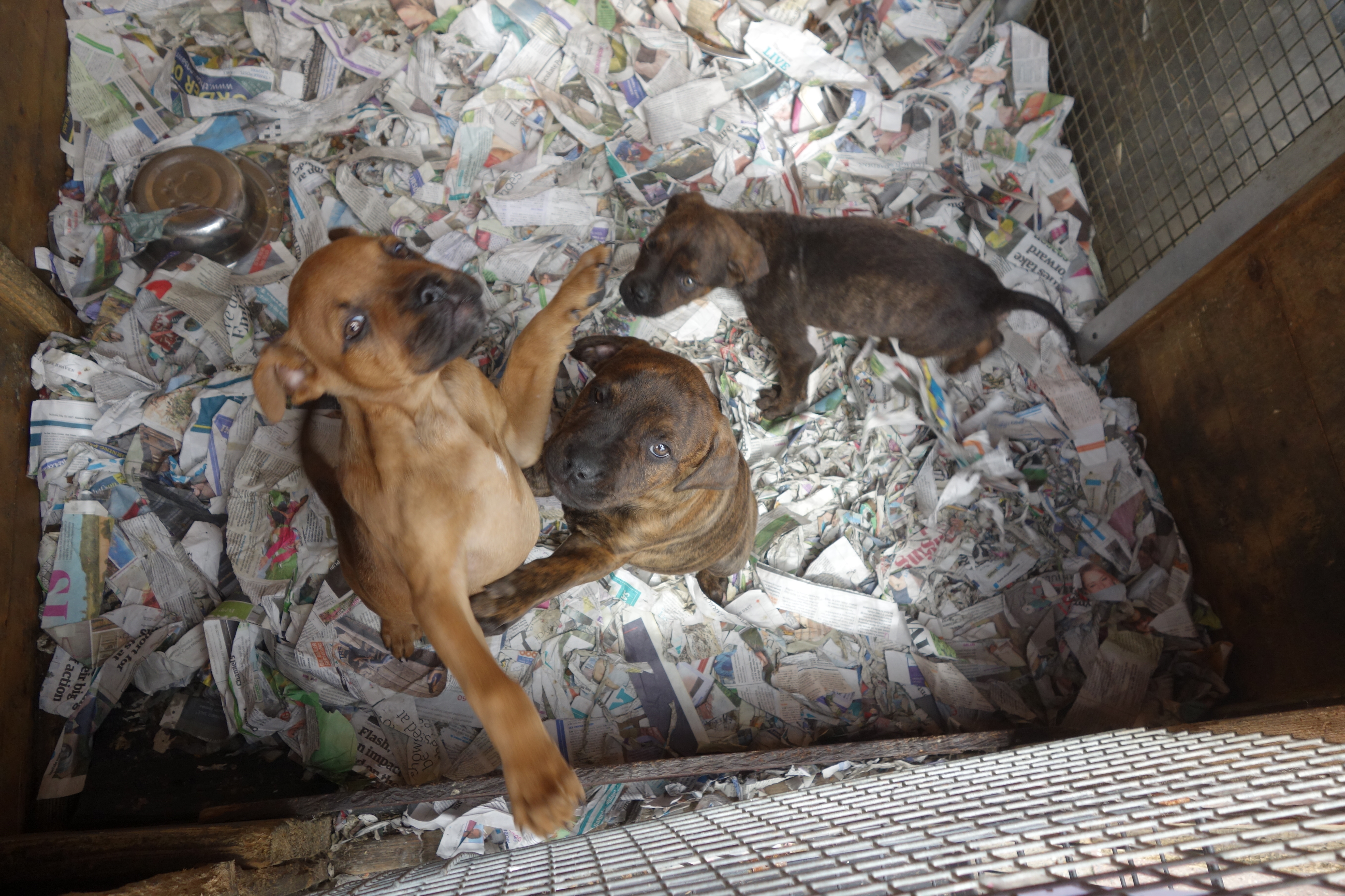 Some of the dogs died within days of being taken home