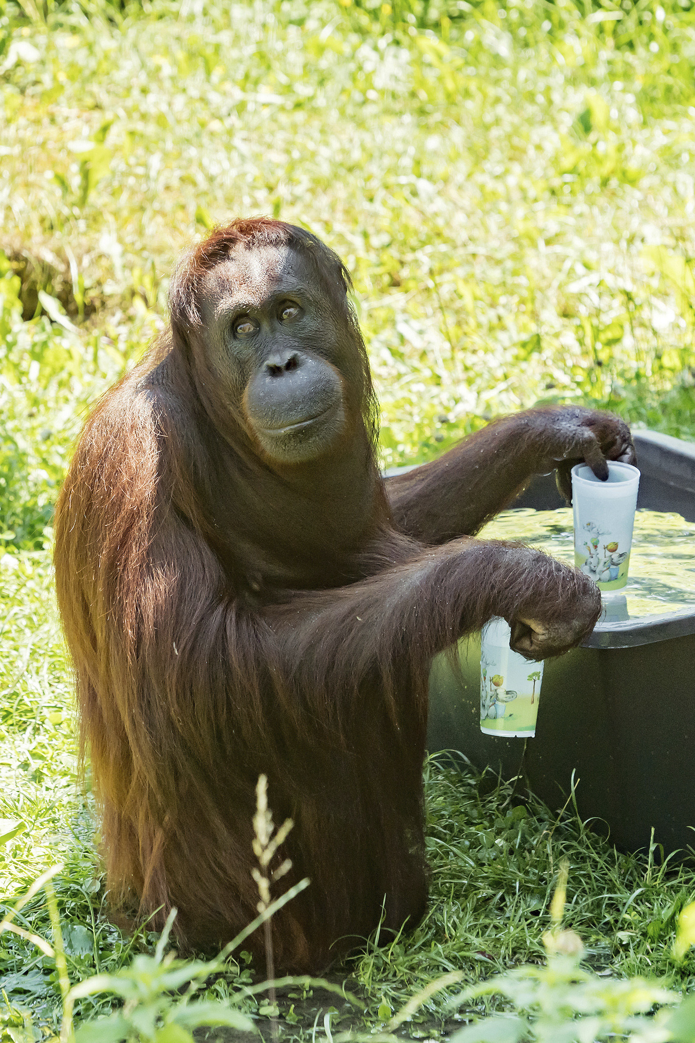 A handout picture of an orangutan filling his cups with water at the zoo Schoenbrunn in Vienna, Austria