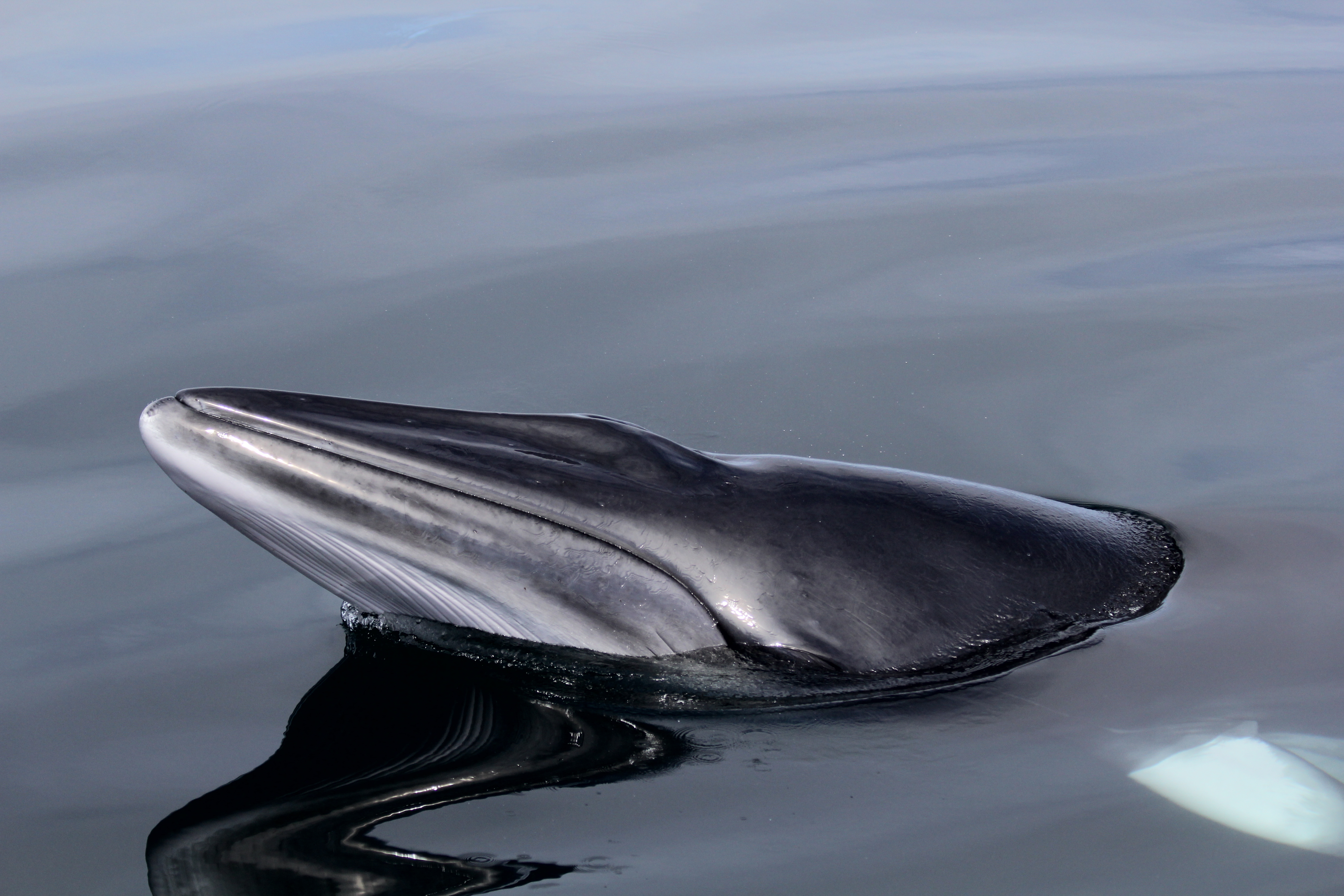 minke whale